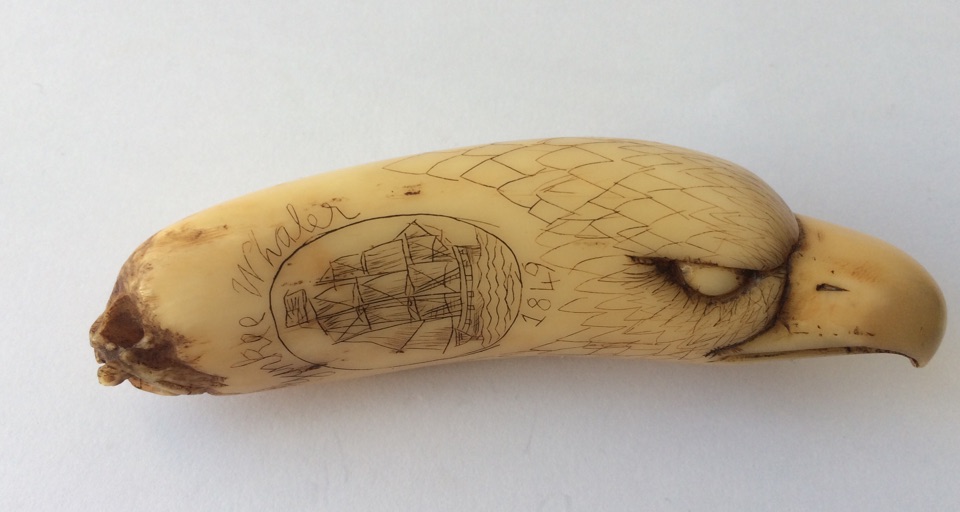 Antique Scrimshaw Tooth 3 5/8" (95mm) depicting Yankee Whaler 1849 and Whale Sounding.