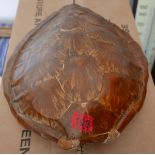 Antique Green Turtle "Chelonia mydas" approx 18" x 15" with Article 10 number 568588/01