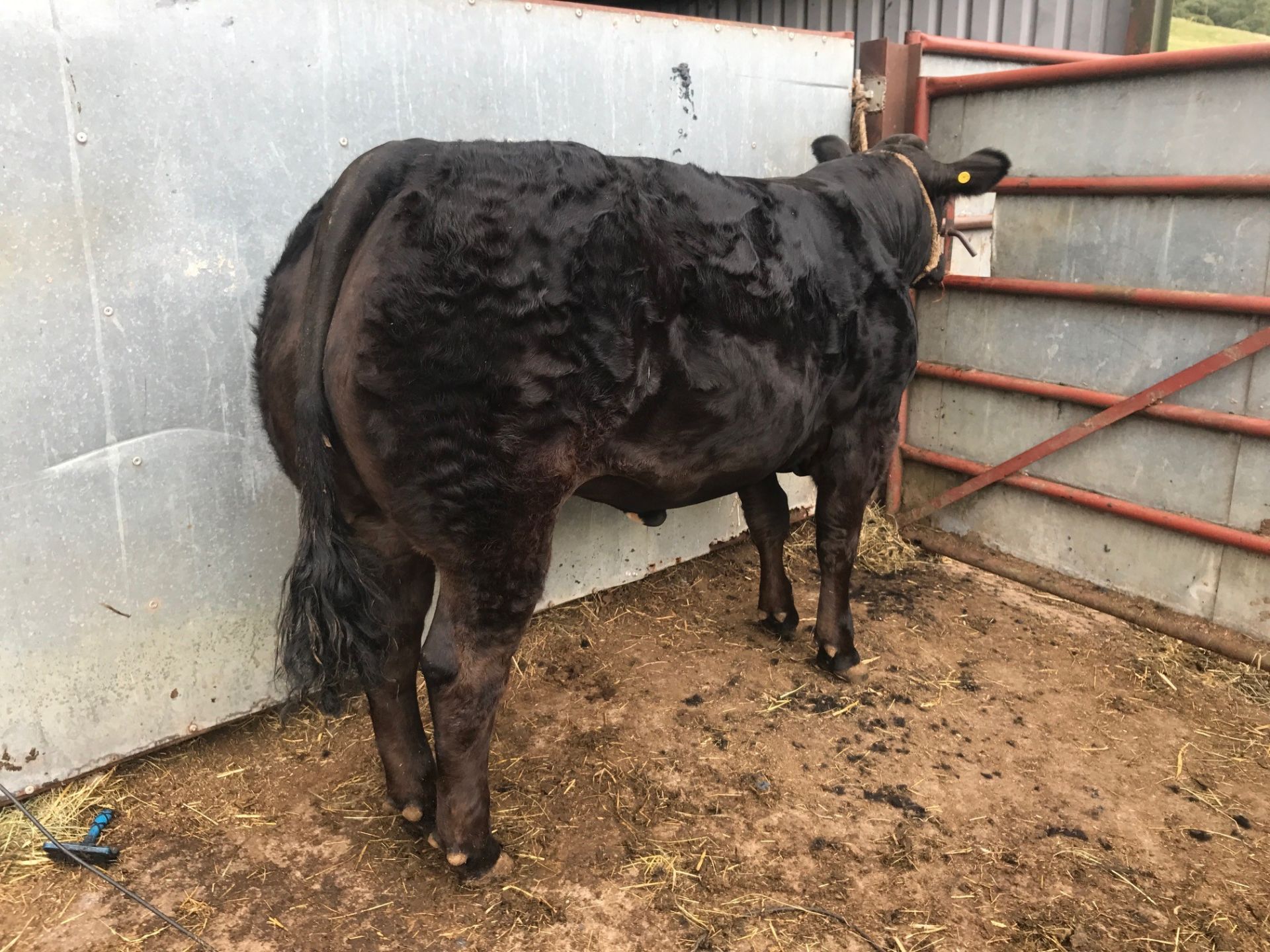 Limousin Cross - Heifer, - DOB: 8th August 2017, - Ear Tag:UK562217 401112 - Image 2 of 3