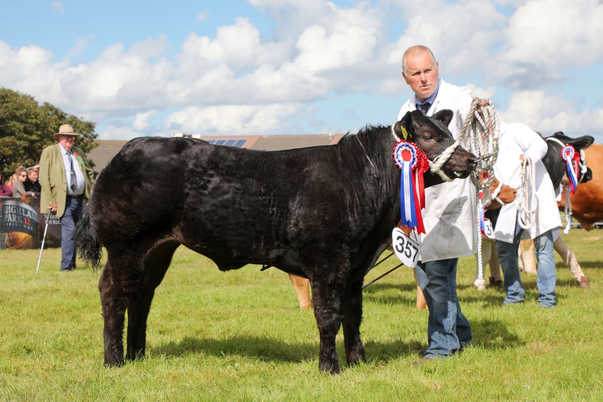 Limousin Cross - Bullock, - DOB: 17th December 2017, - Ear Tag:UK523780 201369 - Image 2 of 2