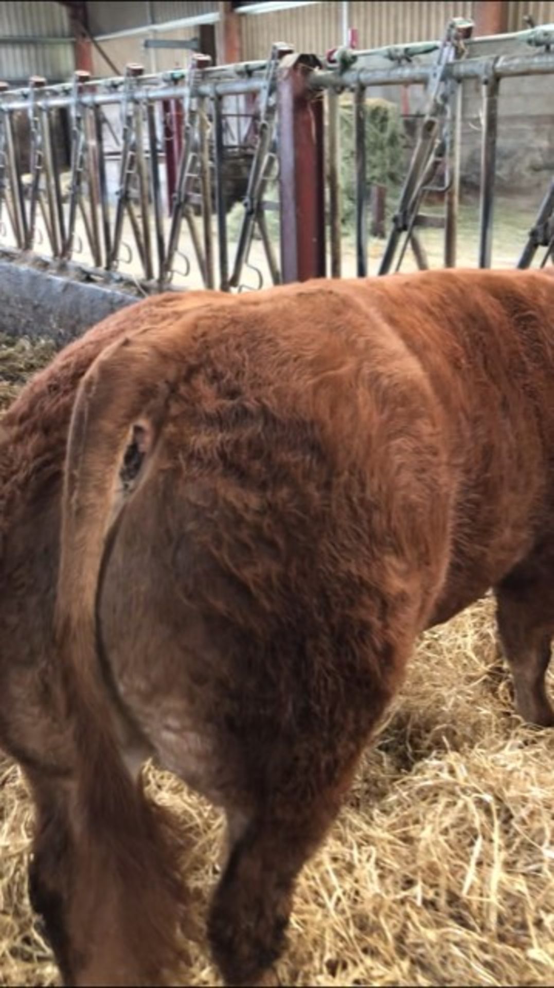 Limousin Cross - Bullock, - DOB: 6th November 2017, - Ear Tag:UK522749 100699 - Image 2 of 3