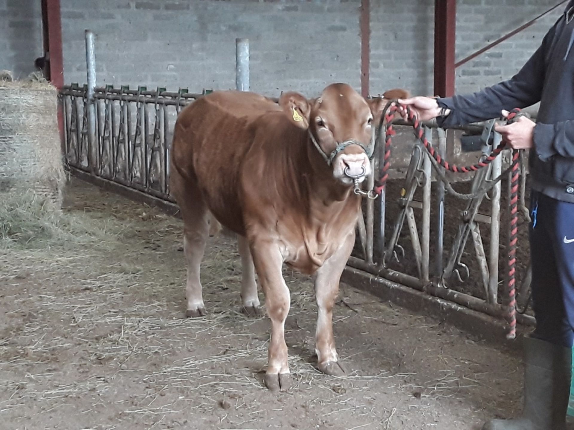 Limousin Cross - Heifer, - DOB: 15th July 2017, - Ear Tag:UK544697 300511 - Image 3 of 3