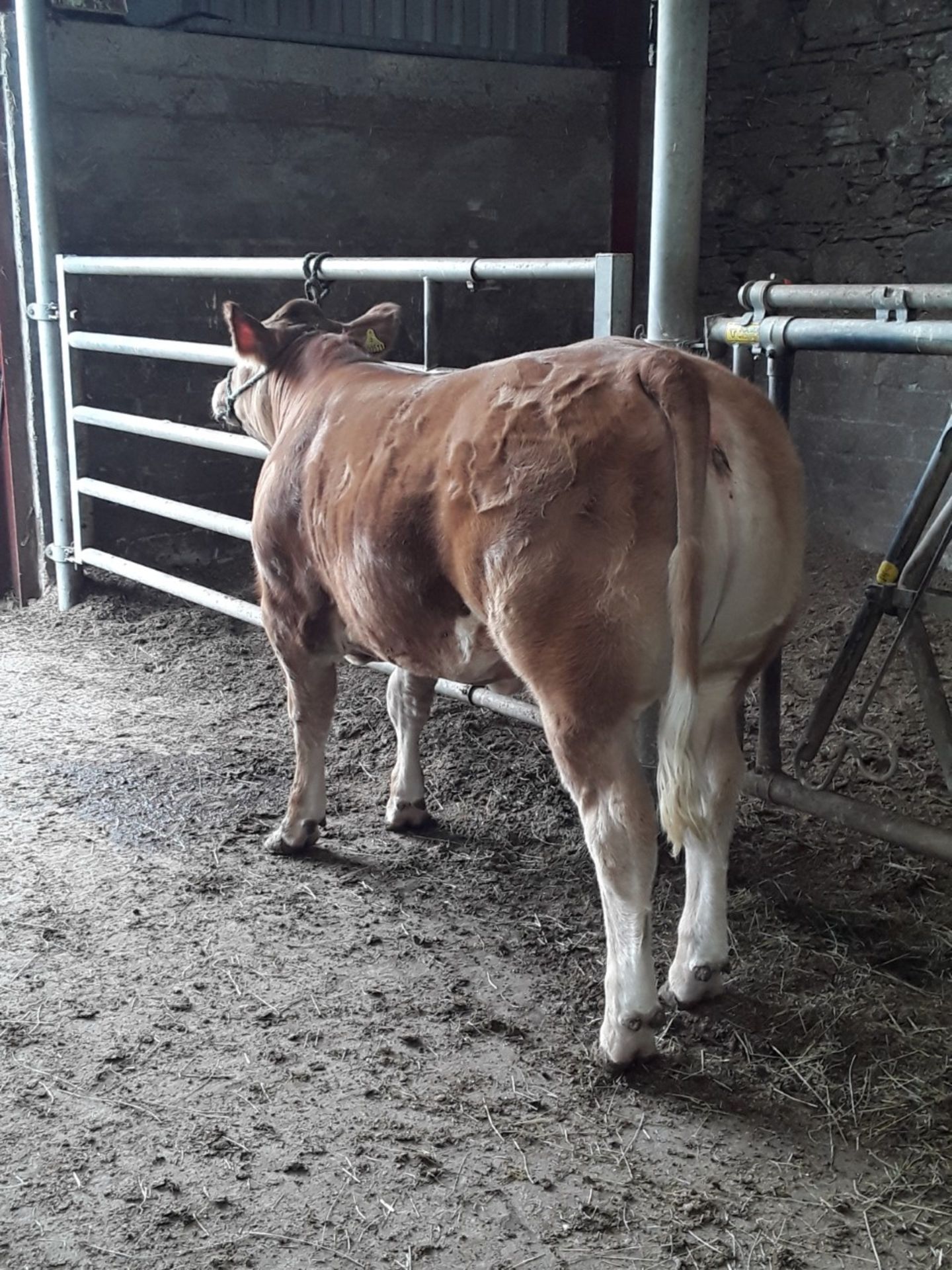 Limousin Cross - Heifer, - DOB: 15th July 2017, - Ear Tag:UK544697 300511 - Image 2 of 3