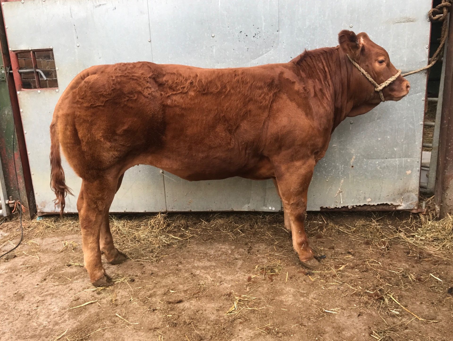 Limousin Cross - Heifer, - DOB: 7th October 2017, - Ear Tag:UK542455 302327 - Image 2 of 2