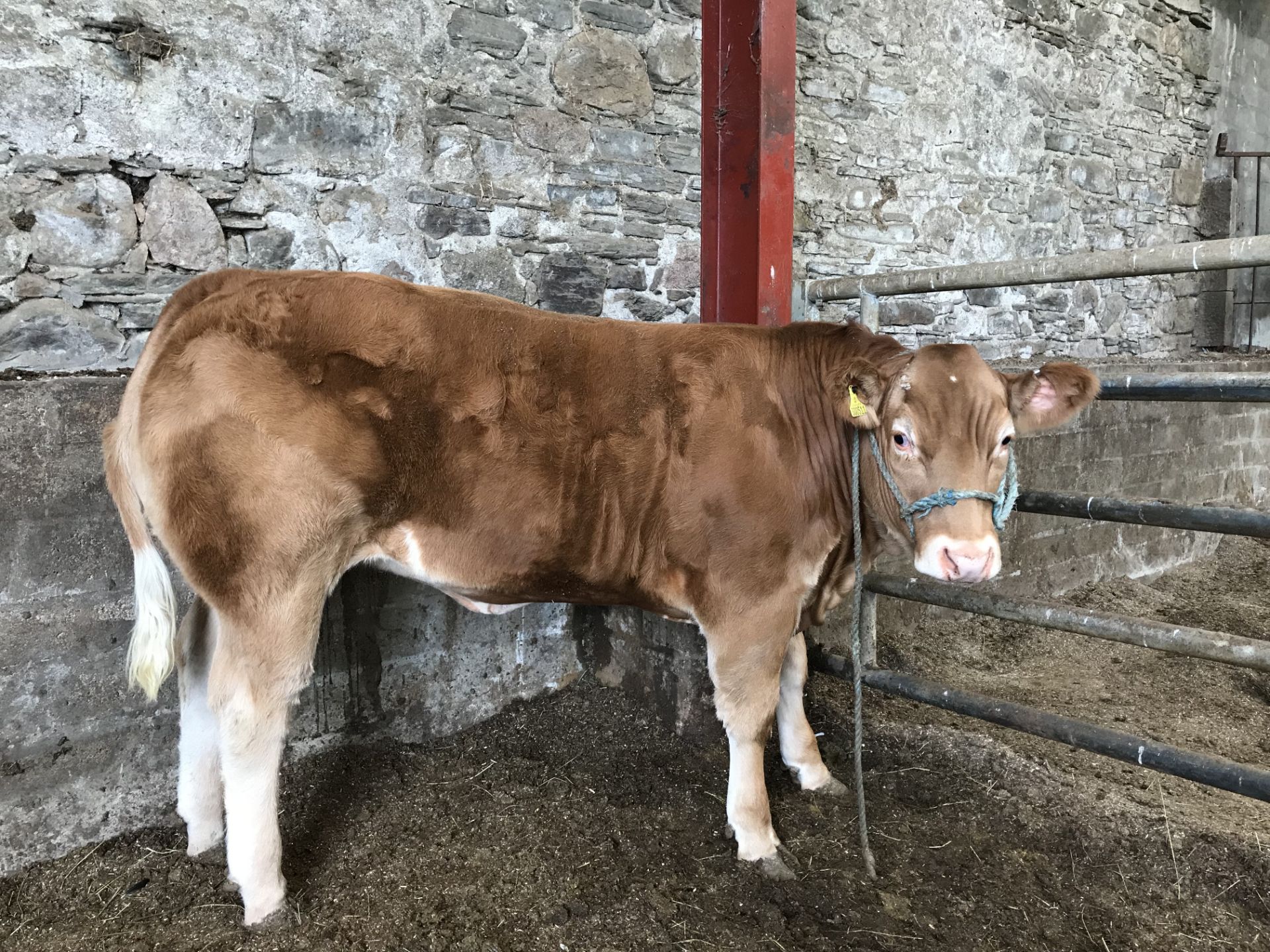 Limousin Cross - Heifer, - DOB: 15th July 2017, - Ear Tag:UK544697 300511