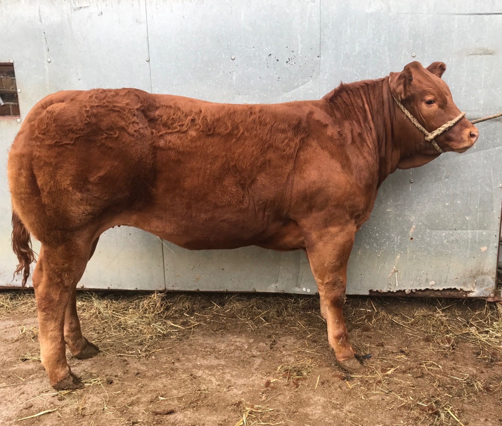 Limousin Cross - Heifer, - DOB: 7th October 2017, - Ear Tag:UK542455 302327