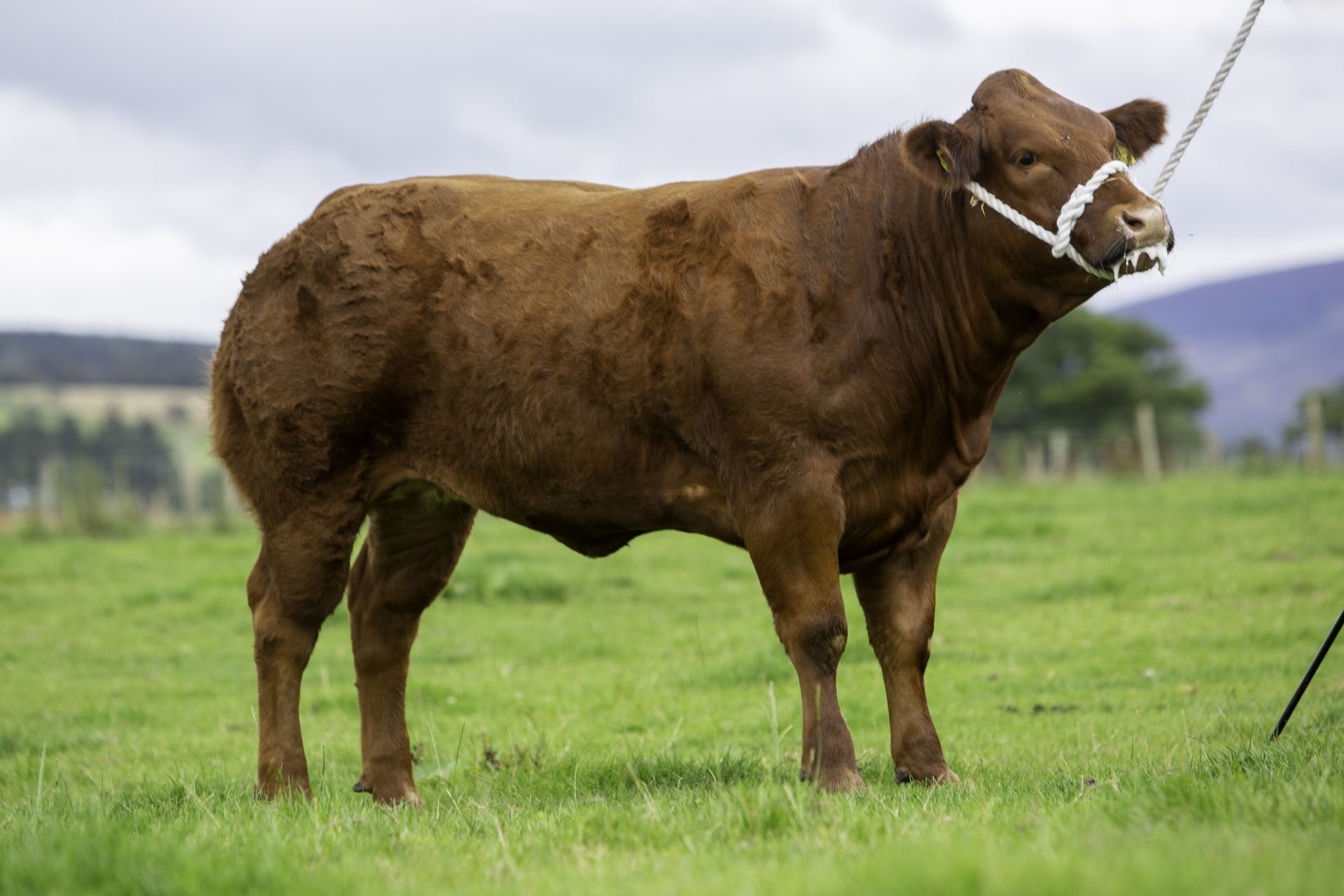 Limousin Cross - Heifer, - DOB: 4th May 2017, - Ear Tag:UK502742 401449