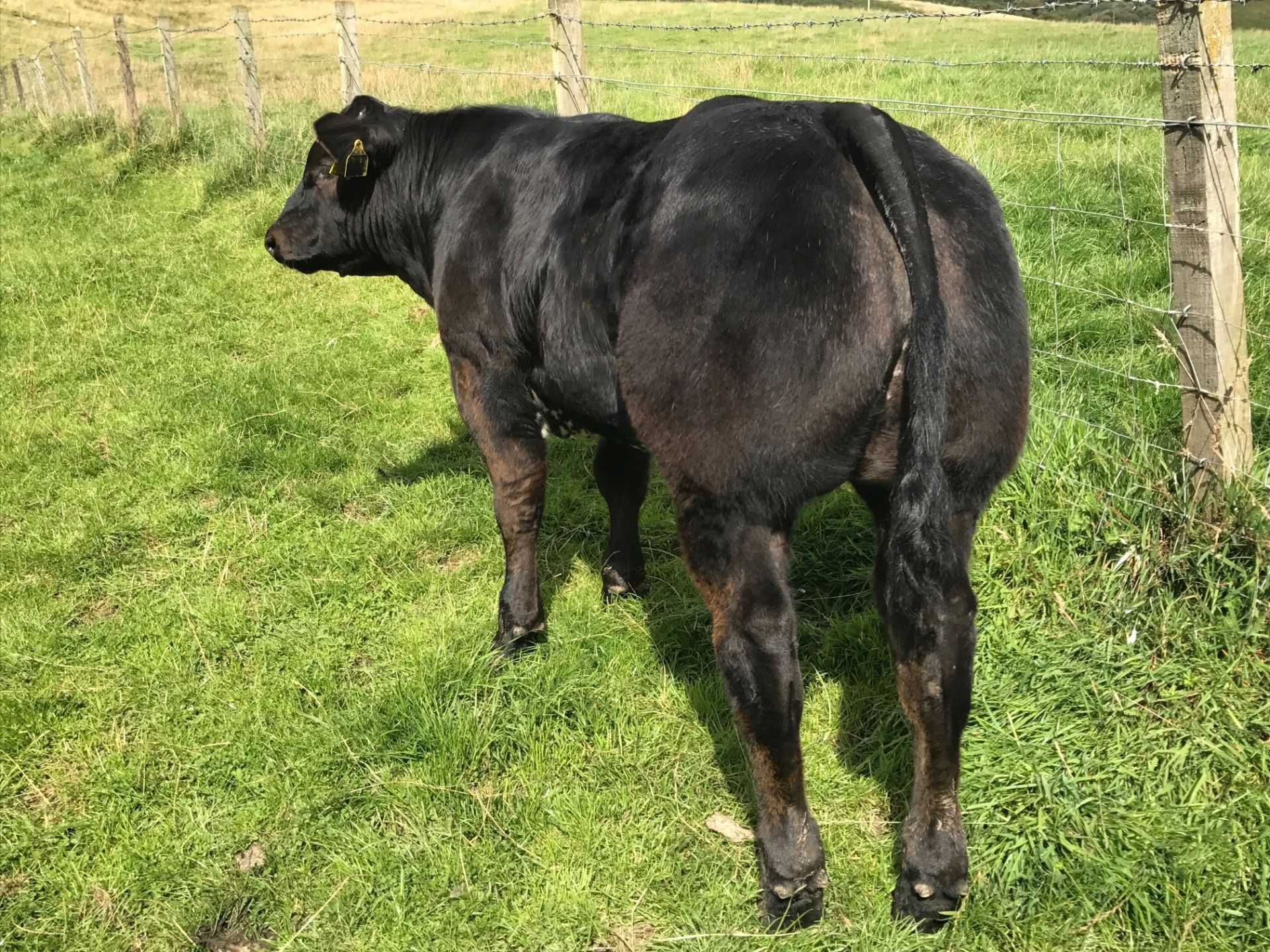 Limousin Cross - Bullock, - DOB: 13th March 2018, - Ear Tag:UK542455 502364 - Image 3 of 4