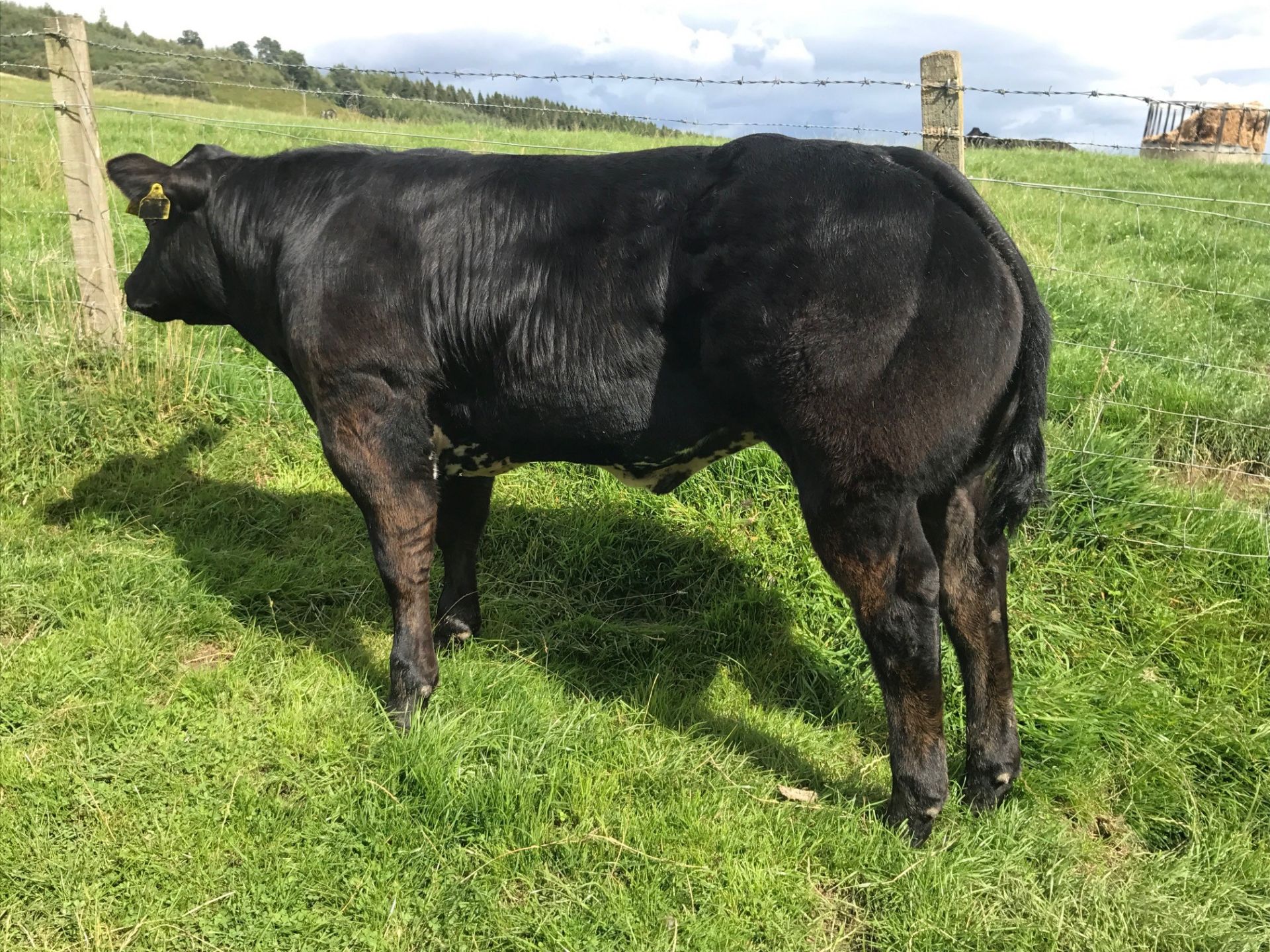 Limousin Cross - Bullock, - DOB: 13th March 2018, - Ear Tag:UK542455 502364