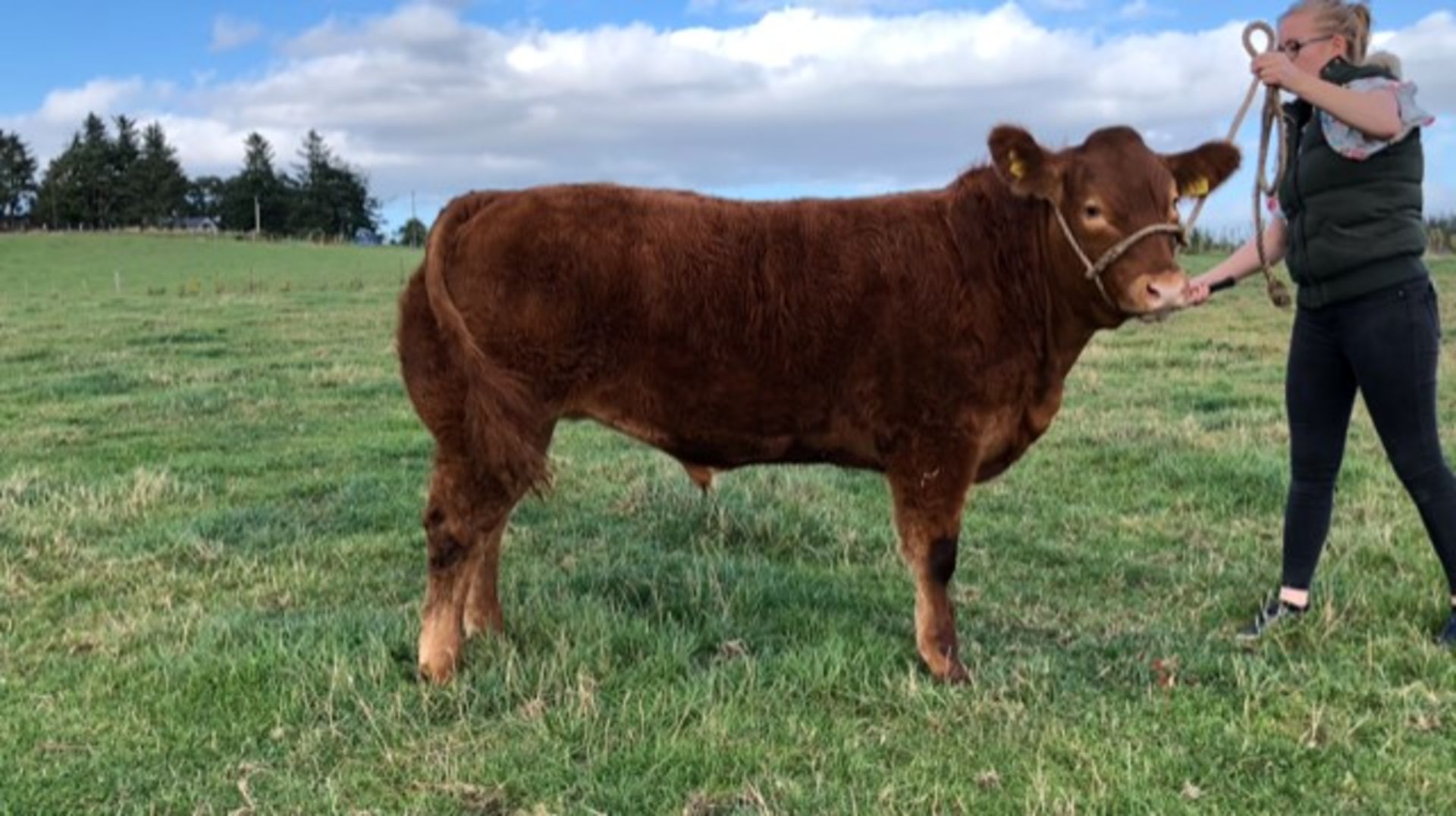 Limousin Cross - Bullock, - DOB: 6th November 2017, - Ear Tag:UK522749 100699