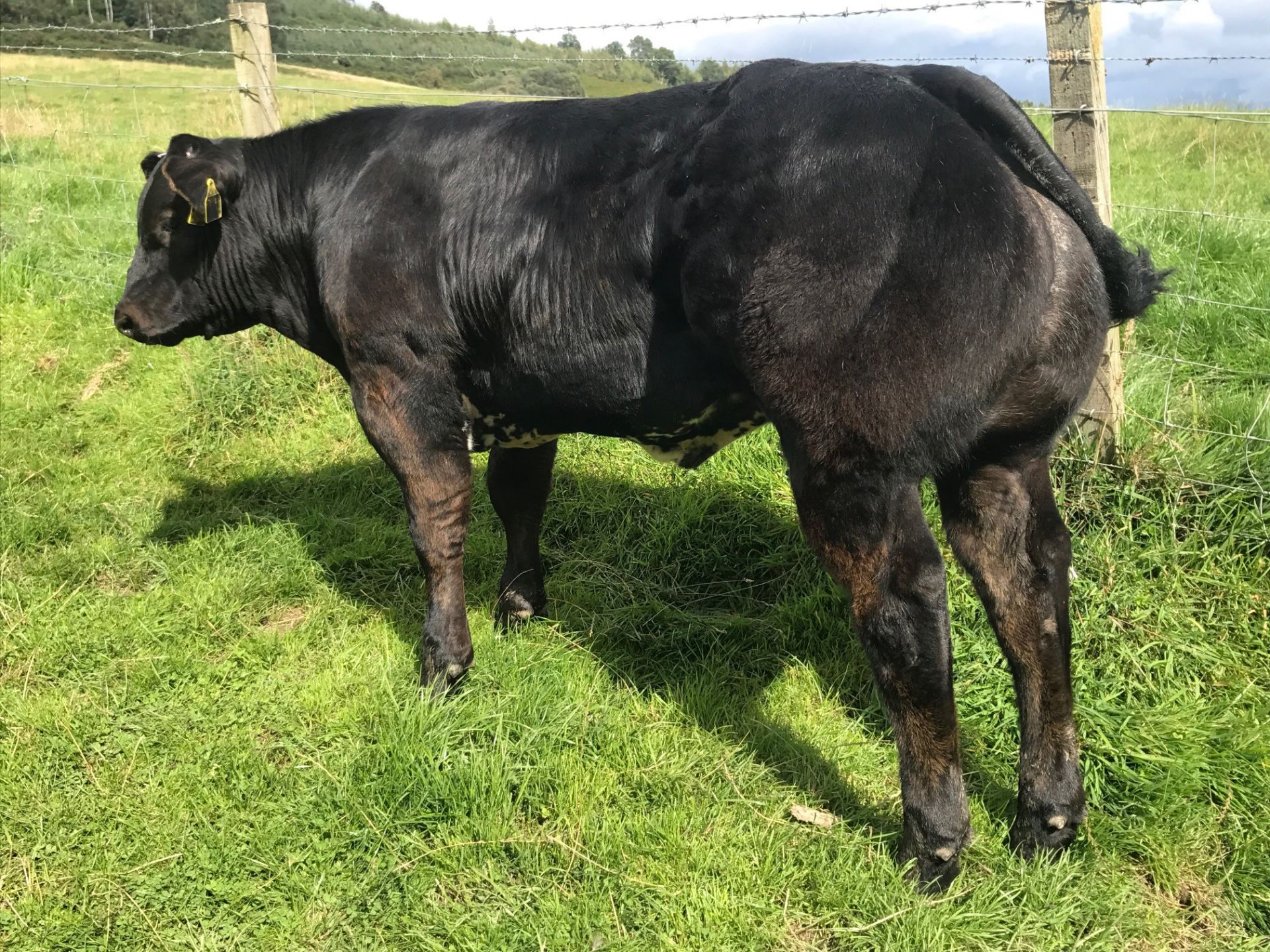 Limousin Cross - Bullock, - DOB: 13th March 2018, - Ear Tag:UK542455 502364 - Image 2 of 4