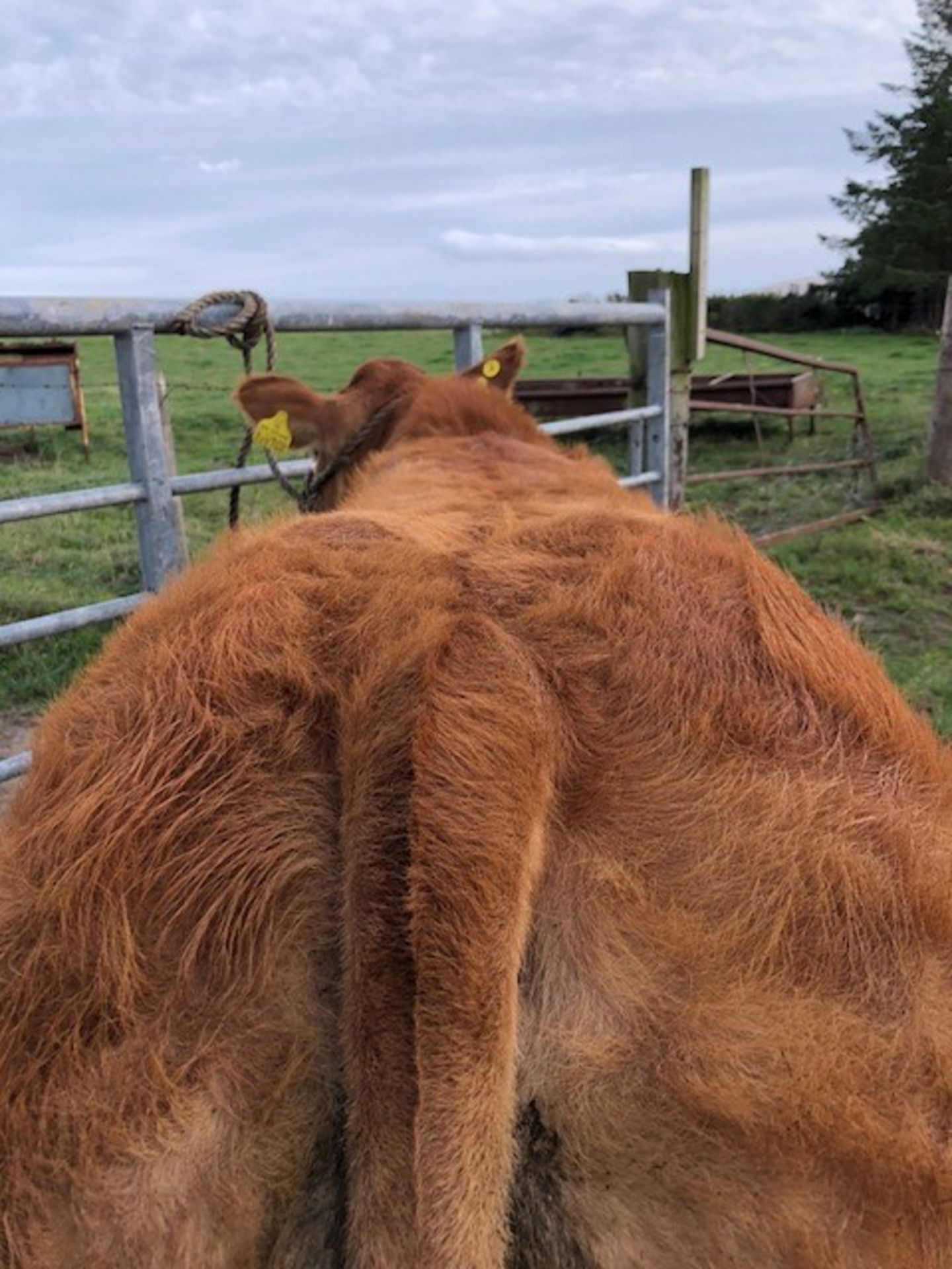 Limousin Cross - Bullock, - DOB: 6th November 2017, - Ear Tag:UK522749 100699 - Image 3 of 3