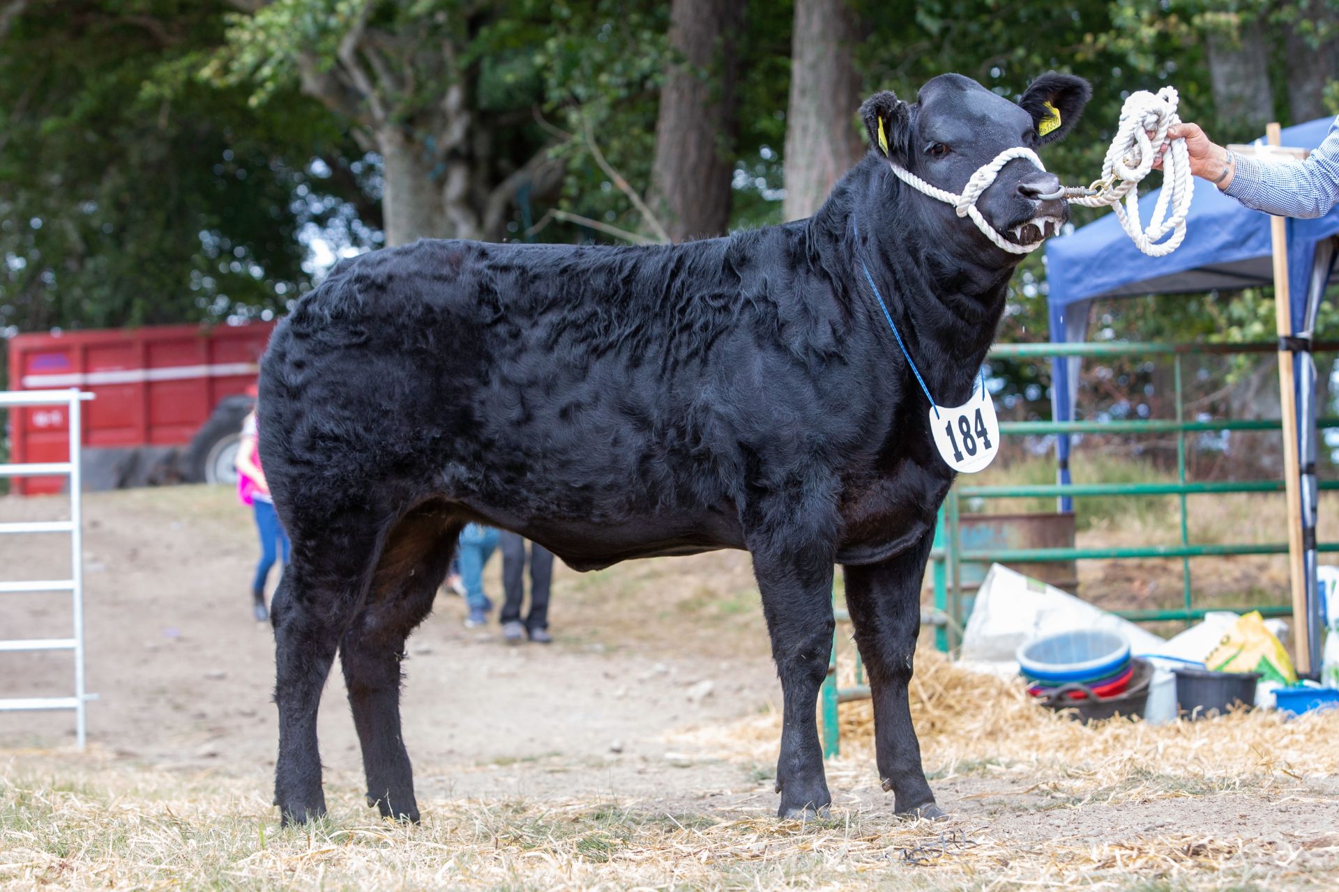 Limousin Cross - Heifer, - DOB: 20th August 2017, - Ear Tag:UK522614 601330