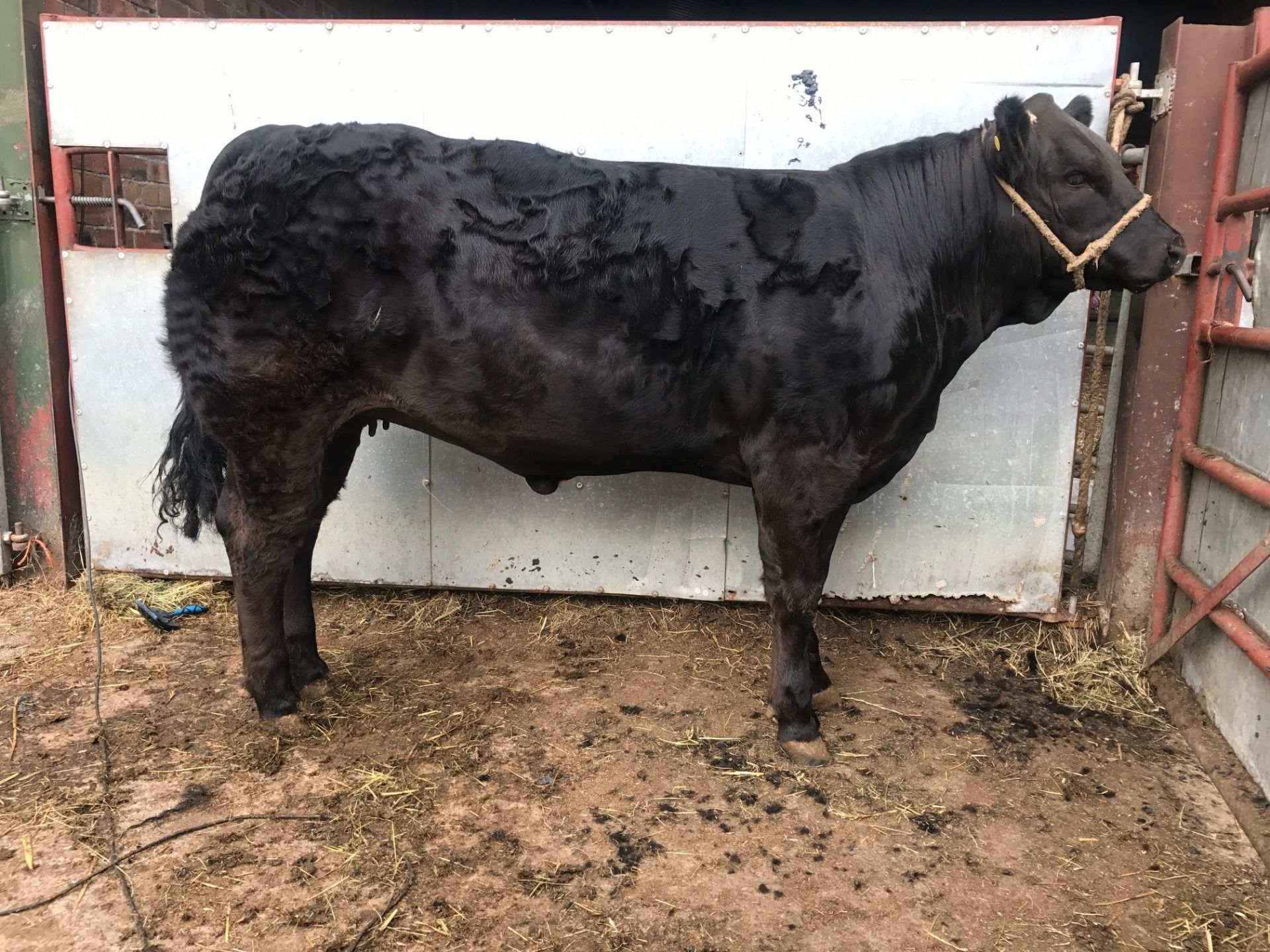 Limousin Cross - Heifer, - DOB: 8th August 2017, - Ear Tag:UK562217 401112