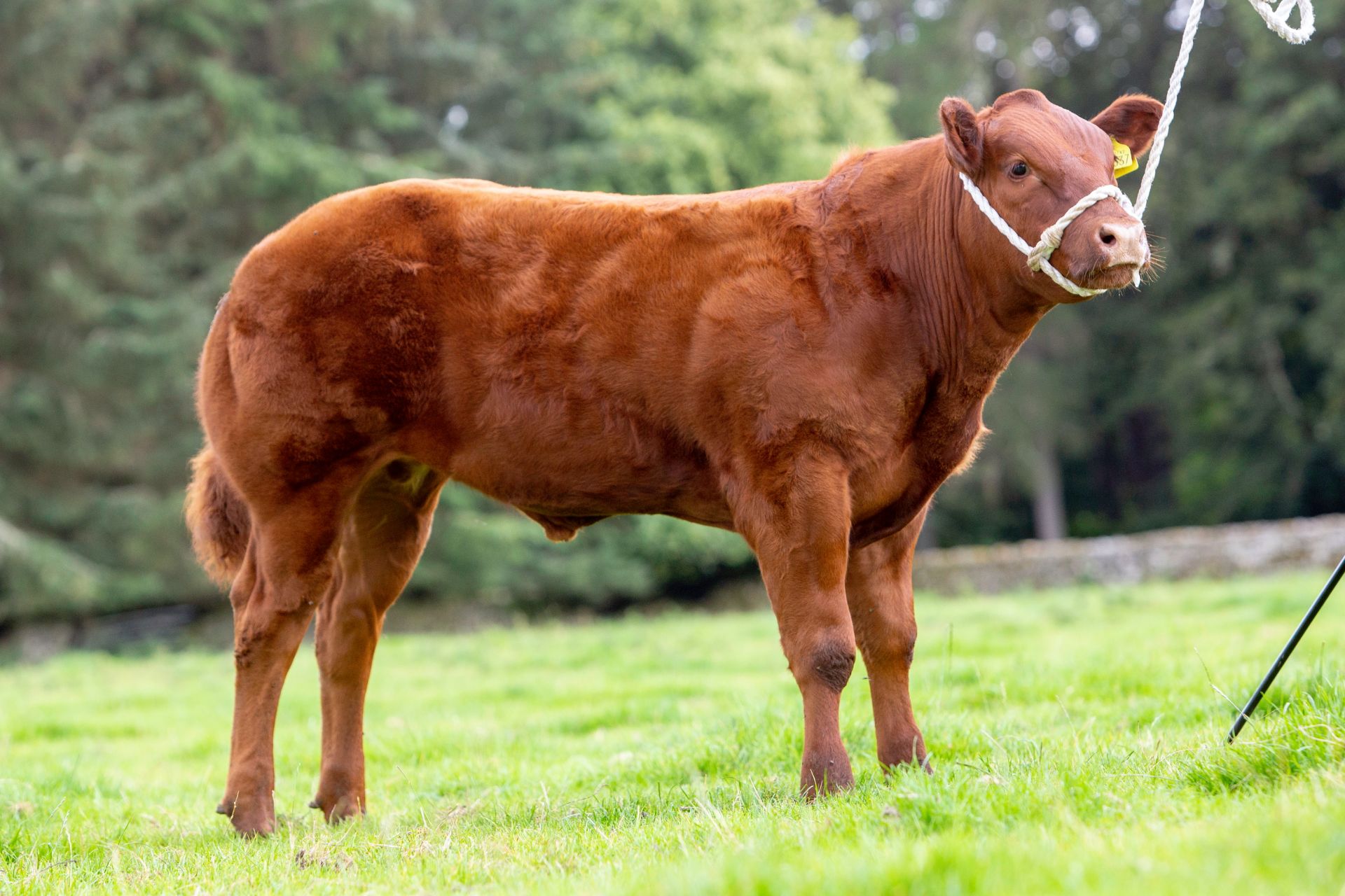 Limousin Cross - Bullock, - DOB: 9th April 2018, - Ear Tag:UK502742 101537