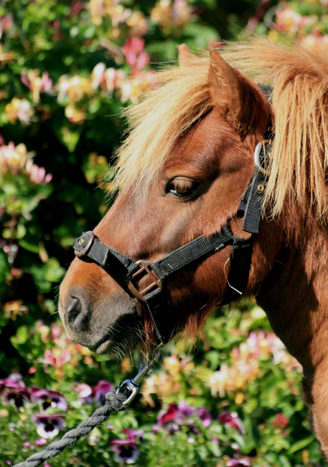 Skewbald - 38" - Unlicensed Colt, - DOB: 16th June 2011 - Image 4 of 7