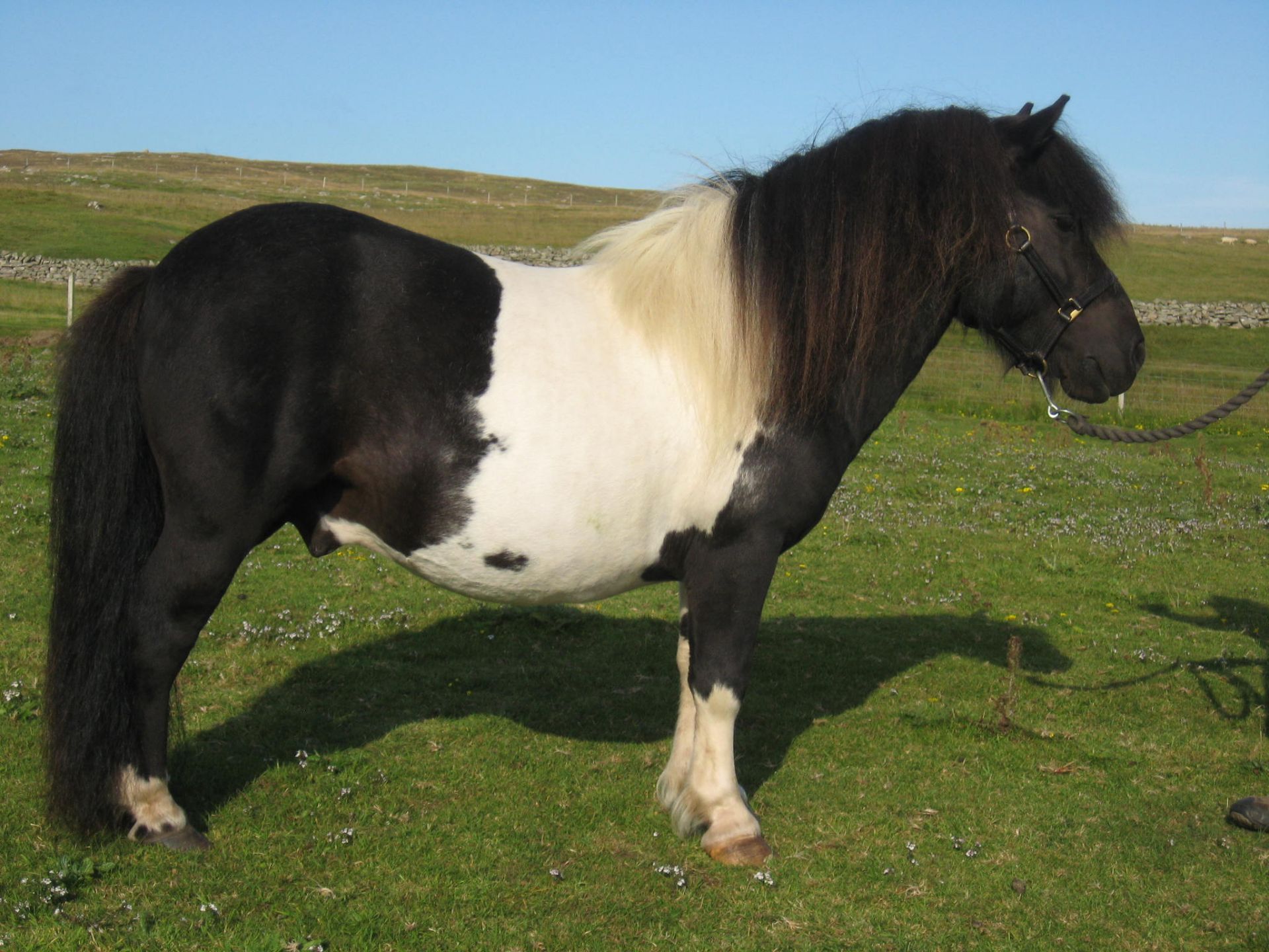 Piebald - 39.5" - Licensed Stallion, - DOB: 14th May 2014 - Image 4 of 5