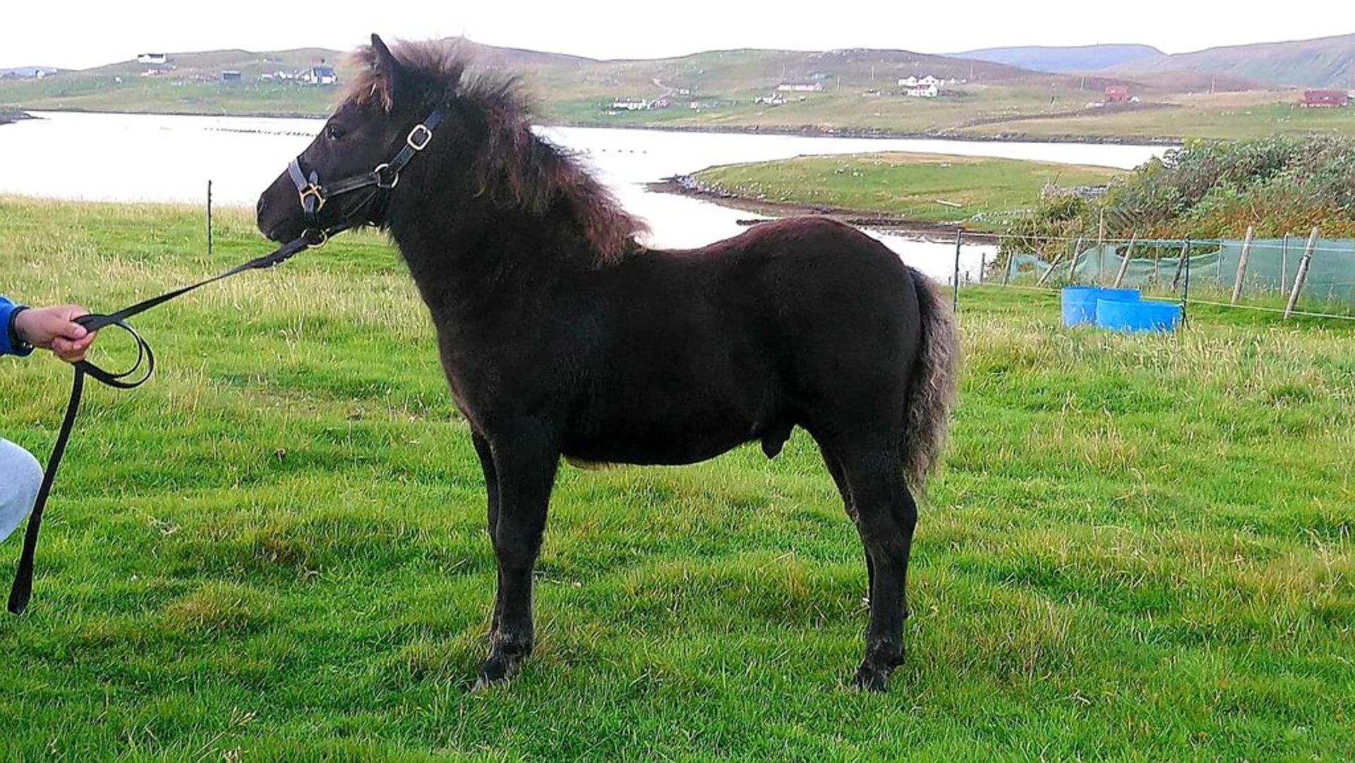 Black - Standard - Colt Foal, - DOB: 8th May 2018 - Image 2 of 4