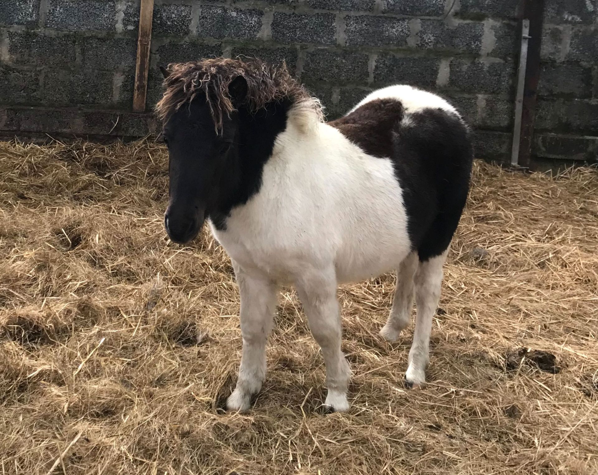 Piebald - Standard - Colt Foal, - DOB: 20th May 2018 - Image 2 of 2