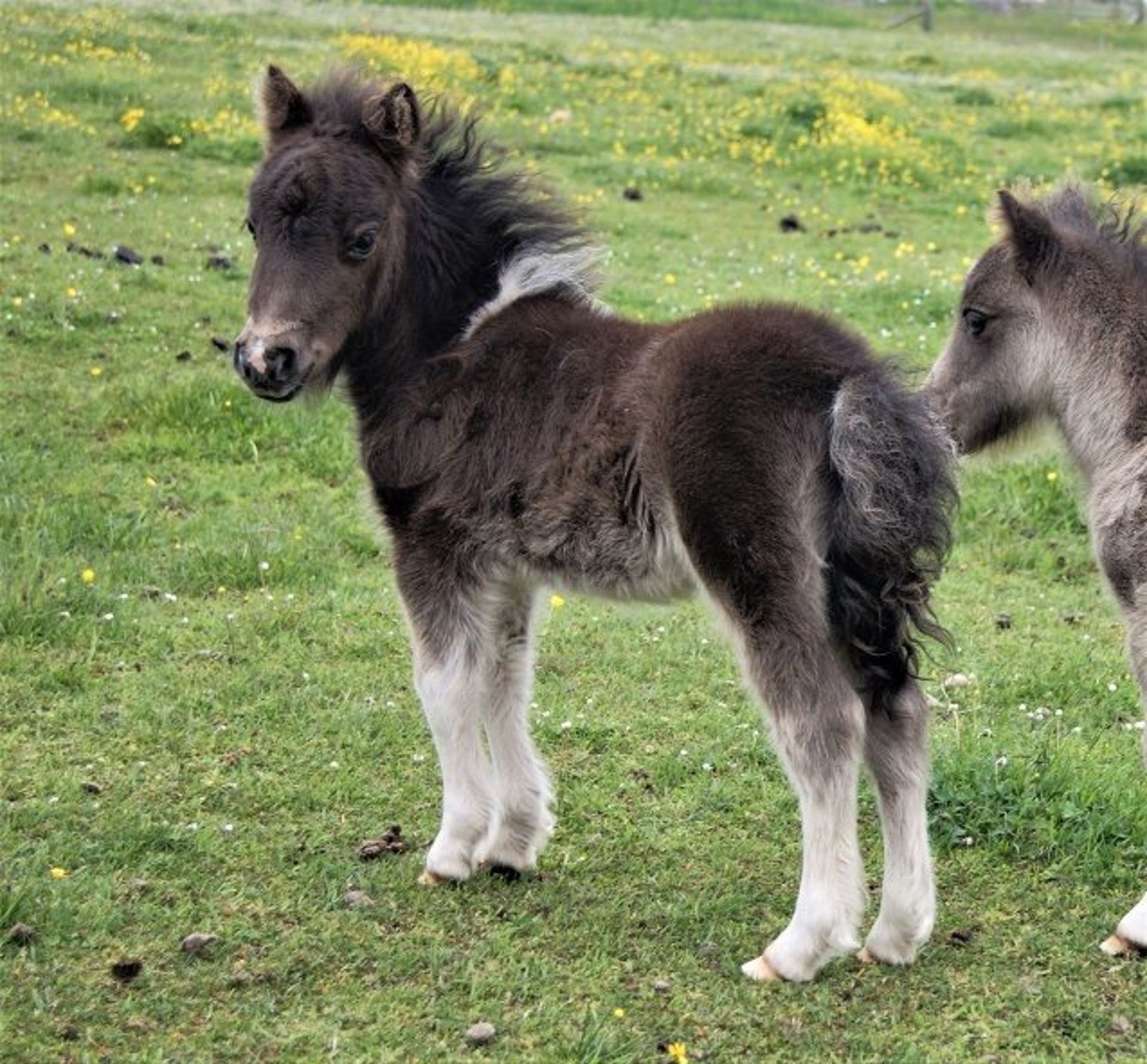 Piebald - Miniature - Colt Foal, - DOB: 15th May 2018 - Image 3 of 5