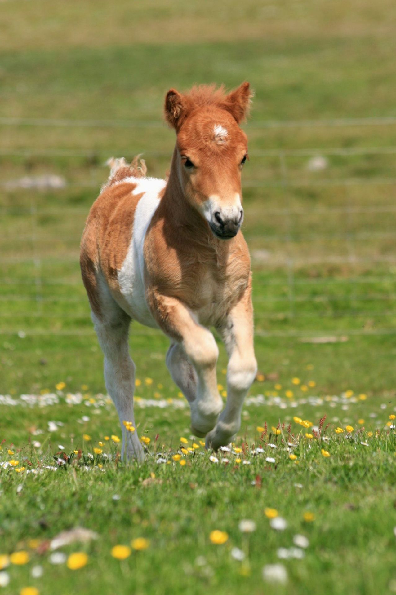 Skewbald - 38" - Unlicensed Colt, - DOB: 16th June 2011 - Image 5 of 7