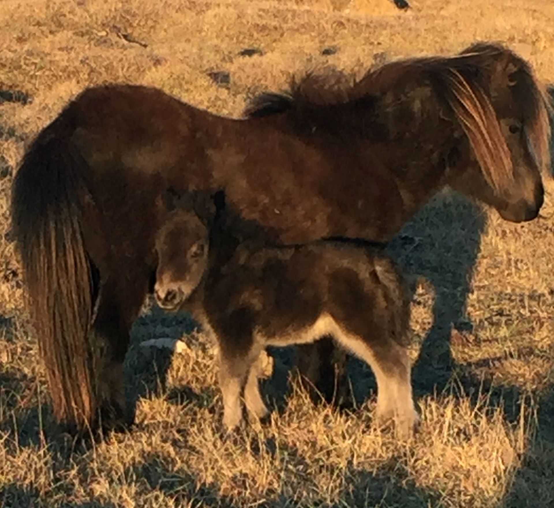 Black - Miniature - Filly Foal, - DOB: 30th April 2018 - Image 3 of 3