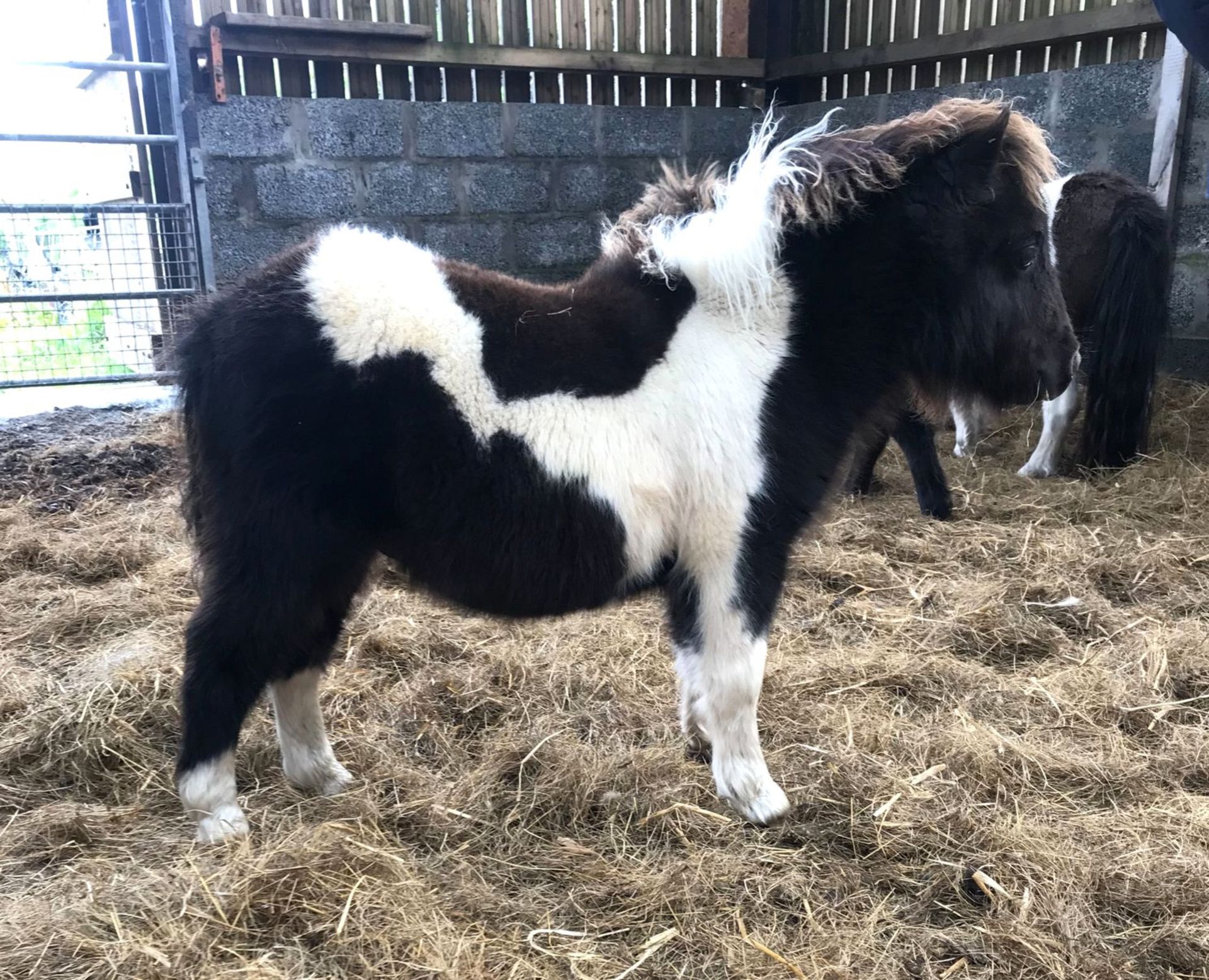 Piebald - Miniature - Colt Foal, - DOB: 8th May 2018 - Image 2 of 4