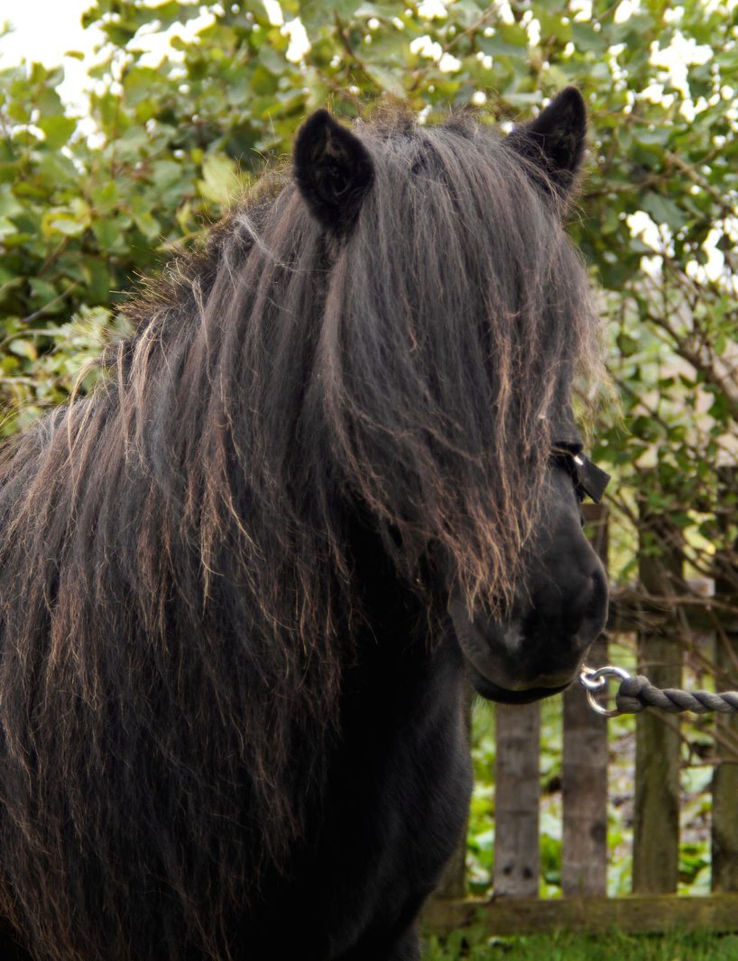 Black - 39" - Mare, - DOB: 2nd May 2006 - Image 4 of 4