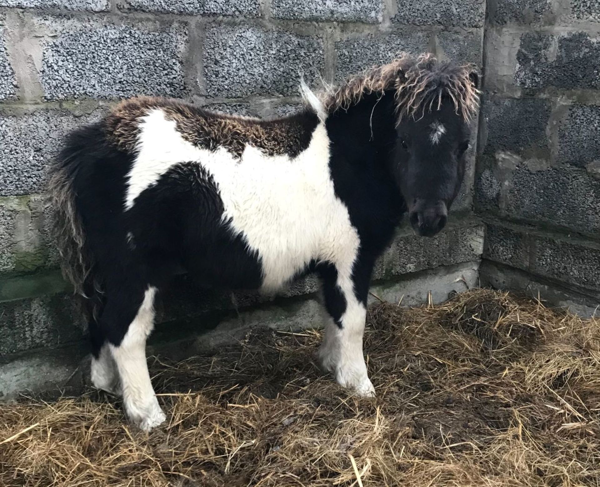 Piebald - Miniature - Colt Foal, - DOB: 20th May 2018