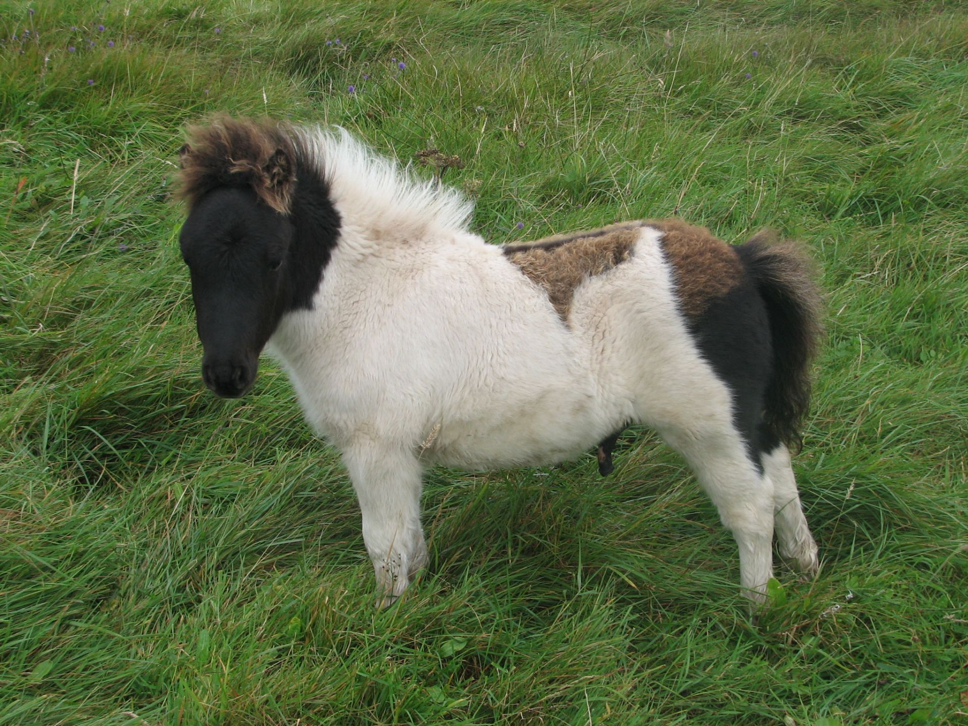 Piebald - Miniature - Colt Foal, - DOB: 24th May 2018 - Image 2 of 2