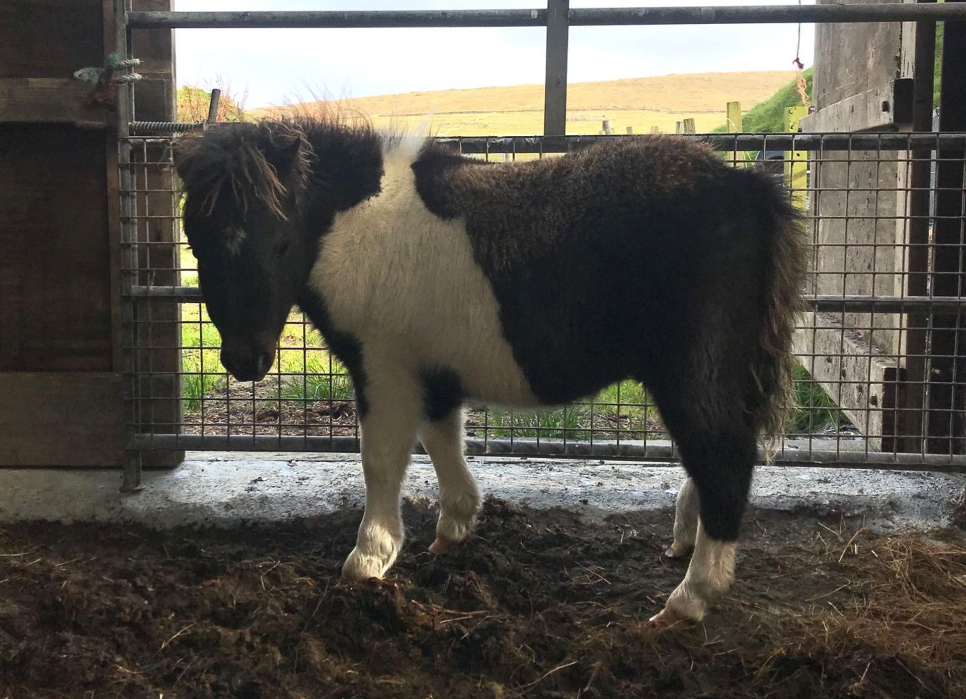 Piebald - Miniature - Colt Foal, - DOB: 20th May 2018 - Image 2 of 2