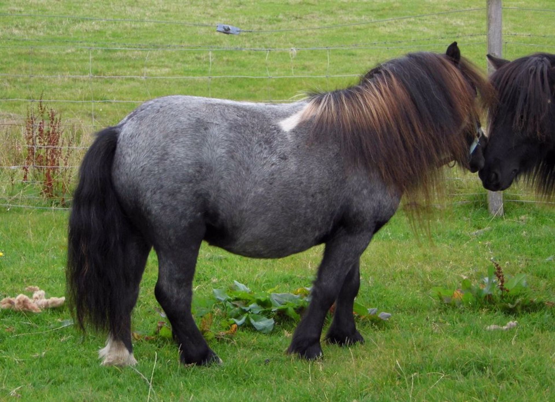 Blue Roan Skewbald - 32.5" - Licensed Stallion, - DOB: 13th May 2015 - Image 2 of 4