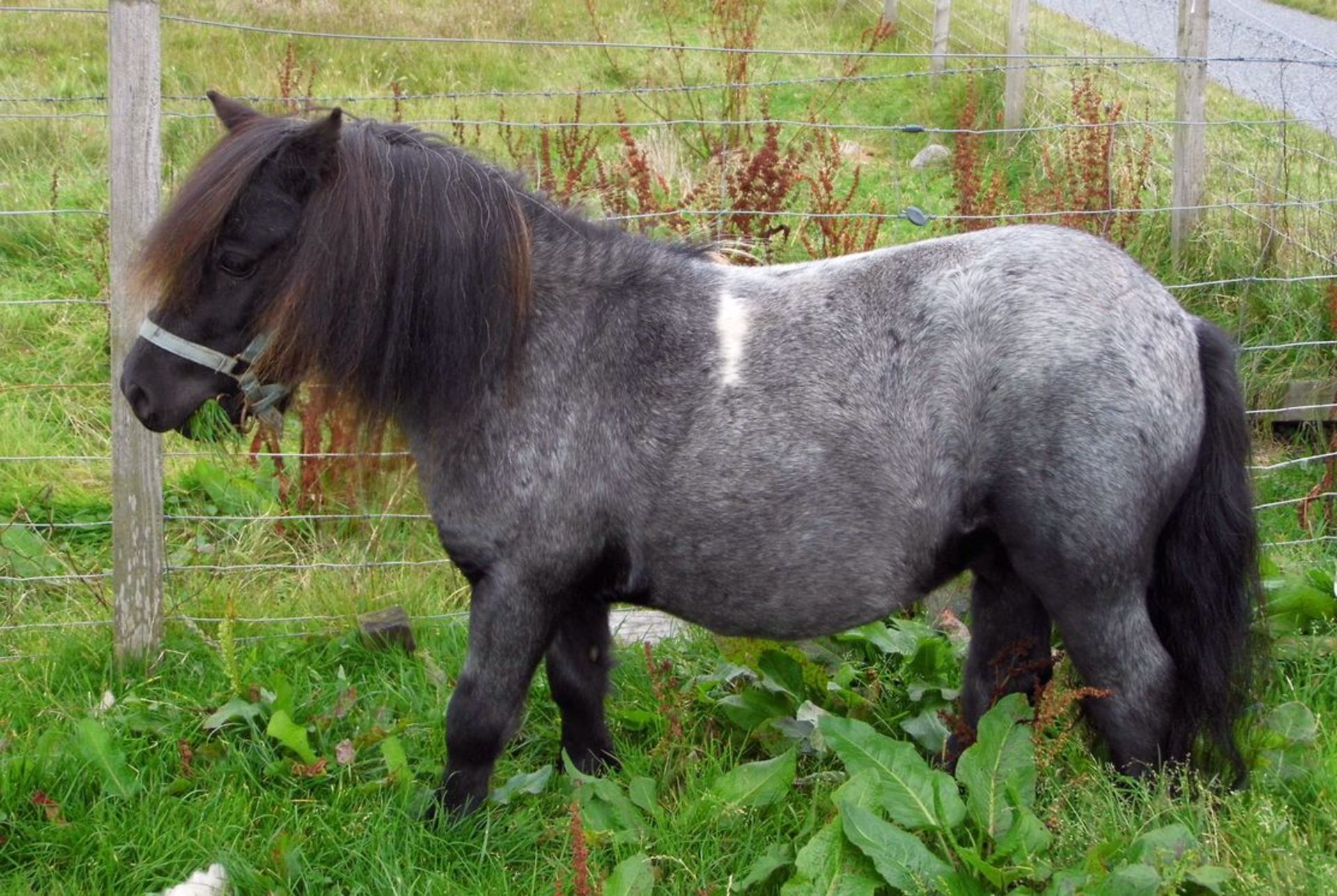 Blue Roan Skewbald - 32.5" - Licensed Stallion, - DOB: 13th May 2015