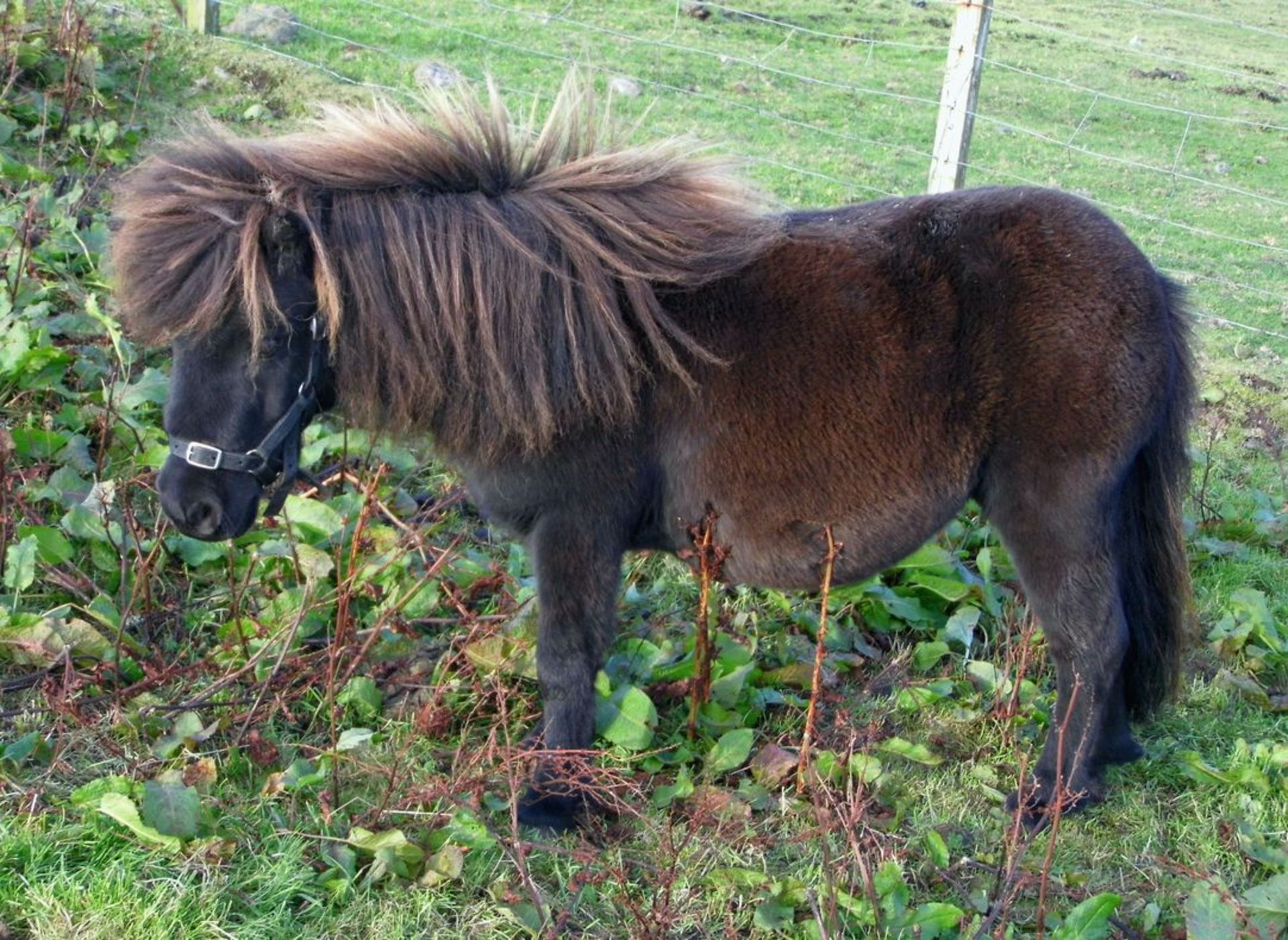 Black - 33" - Filly, - DOB: 5th May 2015