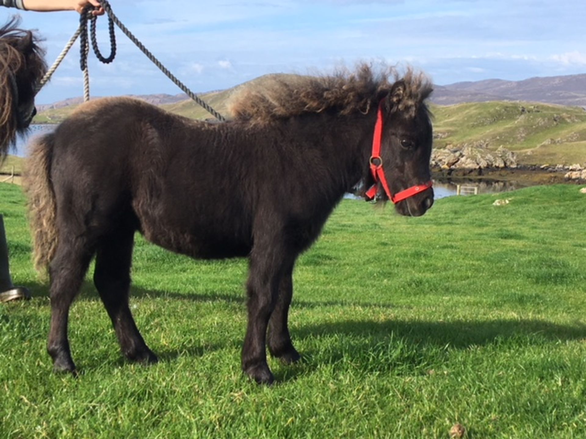 Black - Miniature - Filly Foal, - DOB: 8th May 2018