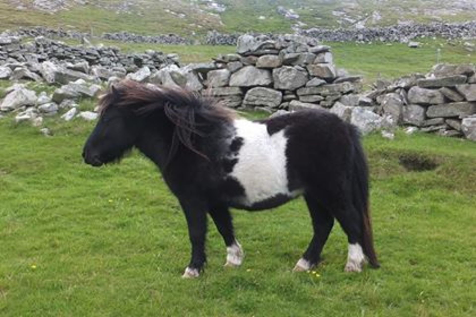 Piebald - Miniature - Gelding, - DOB: 6th May 2016