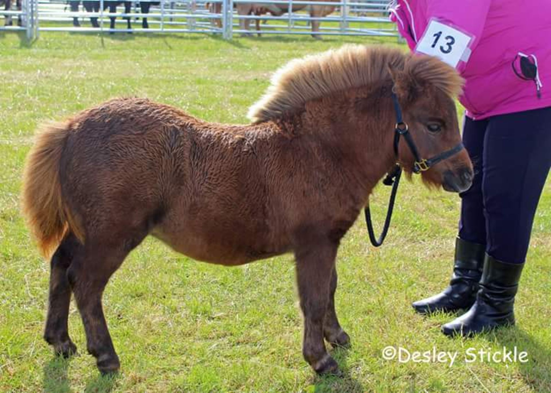 Chestnut - Miniature - Filly Foal, - DOB: 13th April 2018 - Image 5 of 5