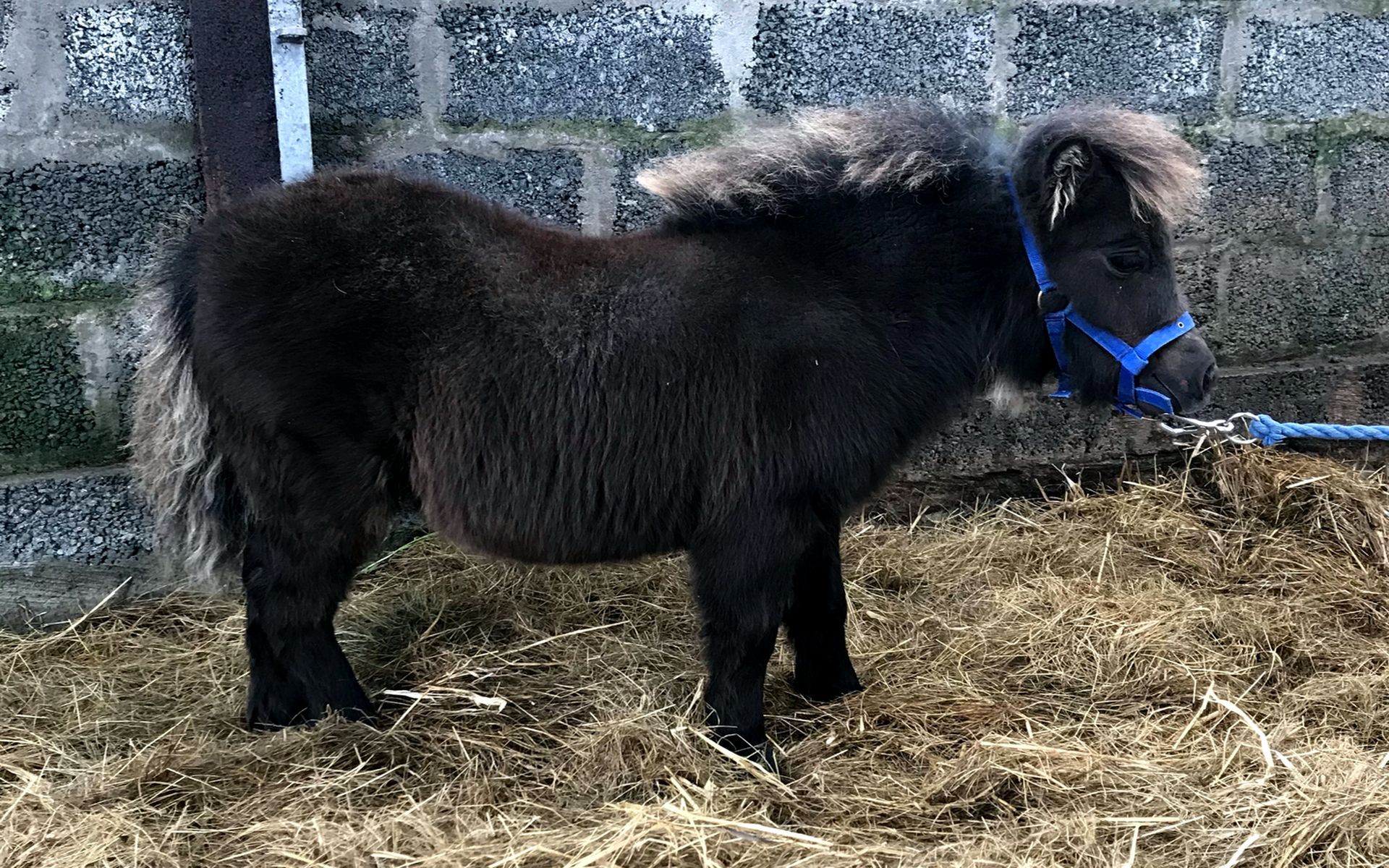 Black - Miniature - Filly Foal, - DOB: 6th May 2018