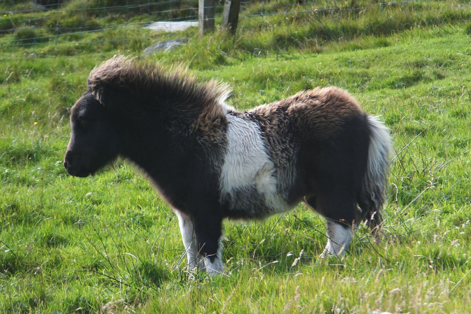 Piebald - Miniature - Colt Foal, - DOB: 9th May 2018