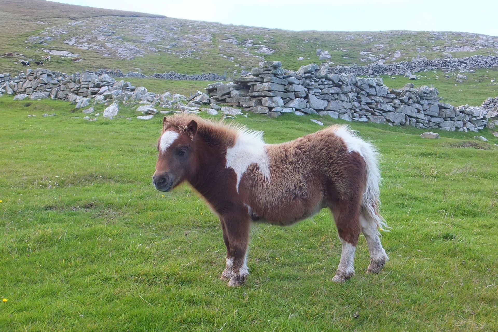 Red & White Skewbald - - Colt Foal, - DOB: 16th May 2018 - Image 2 of 3