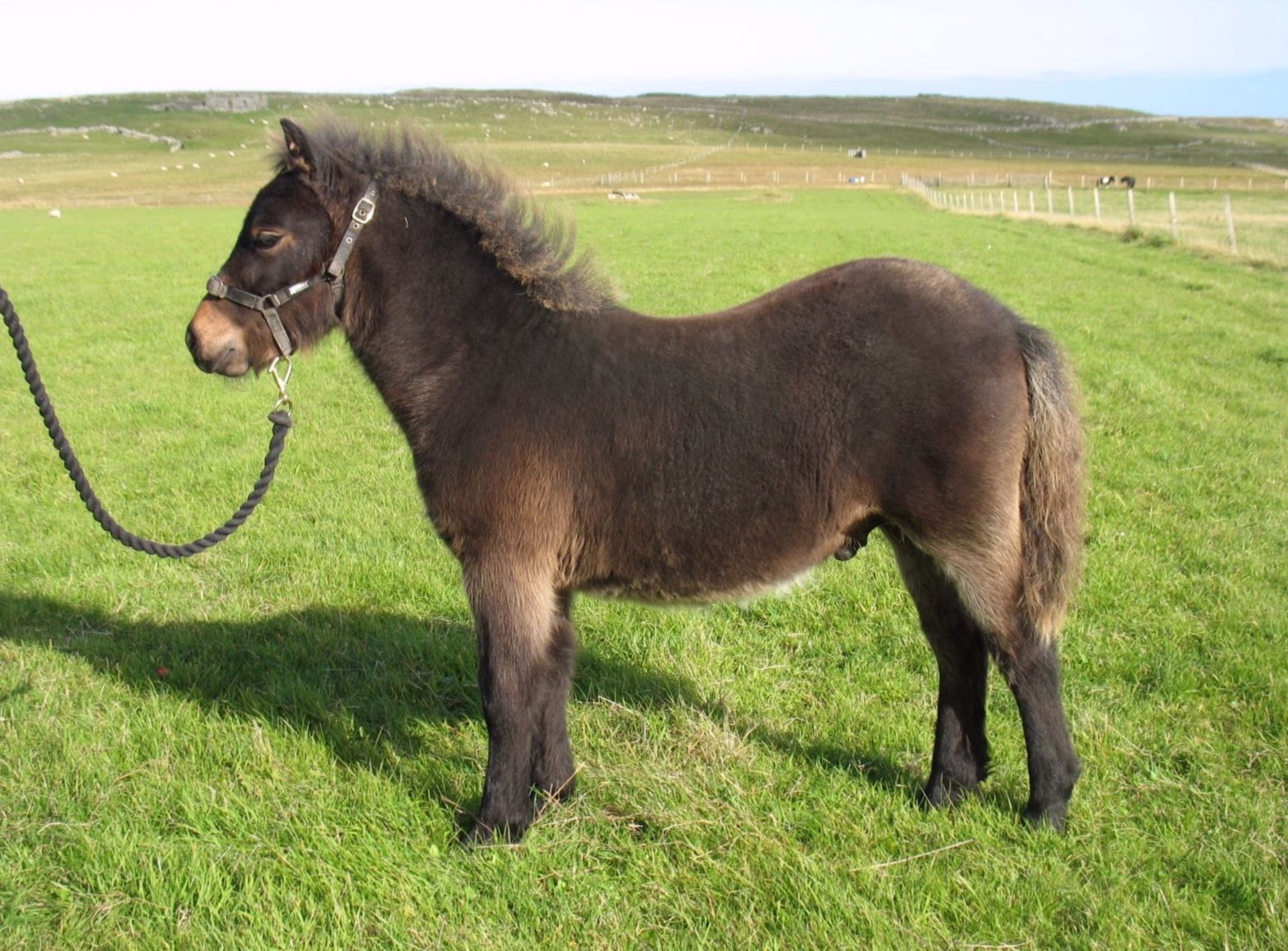 Dark Bay - Standard - Colt Foal, - DOB: 11th May 2018 - Image 2 of 4