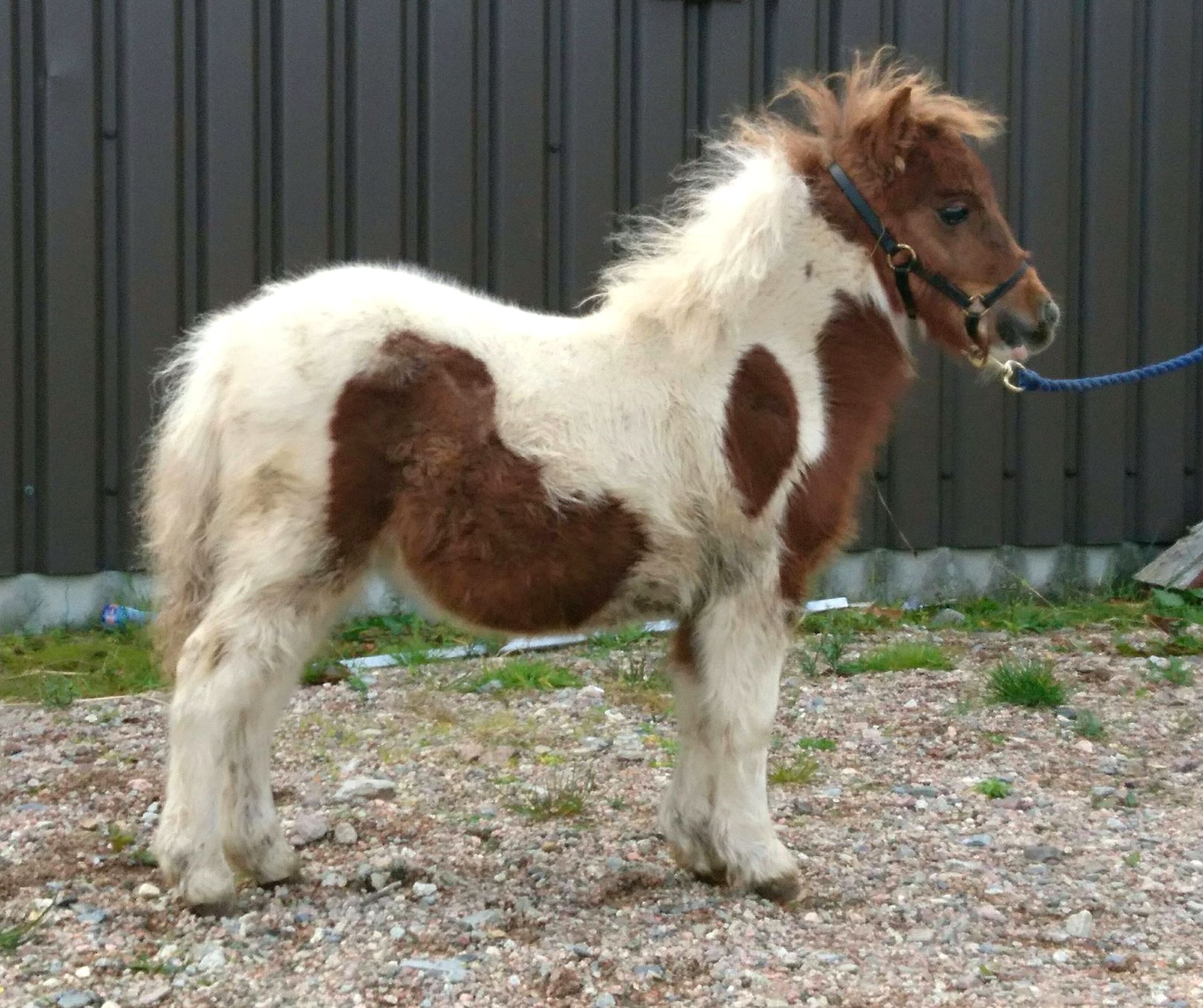 Skewbald - Miniature - Filly Foal, - DOB: 12th May 2018