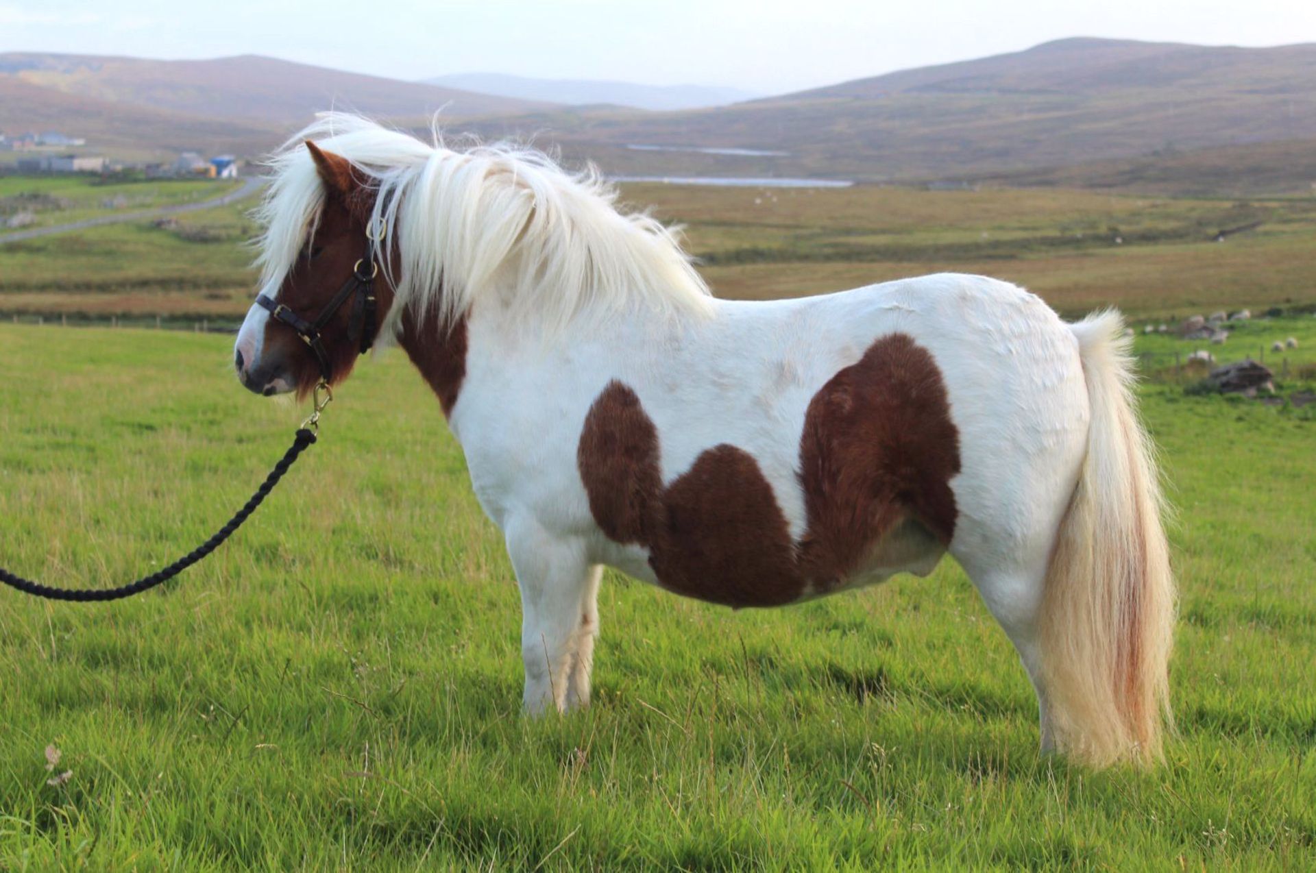 Skewbald - 37.5" - Gelding, - DOB: 4th June 2014 - Image 2 of 8