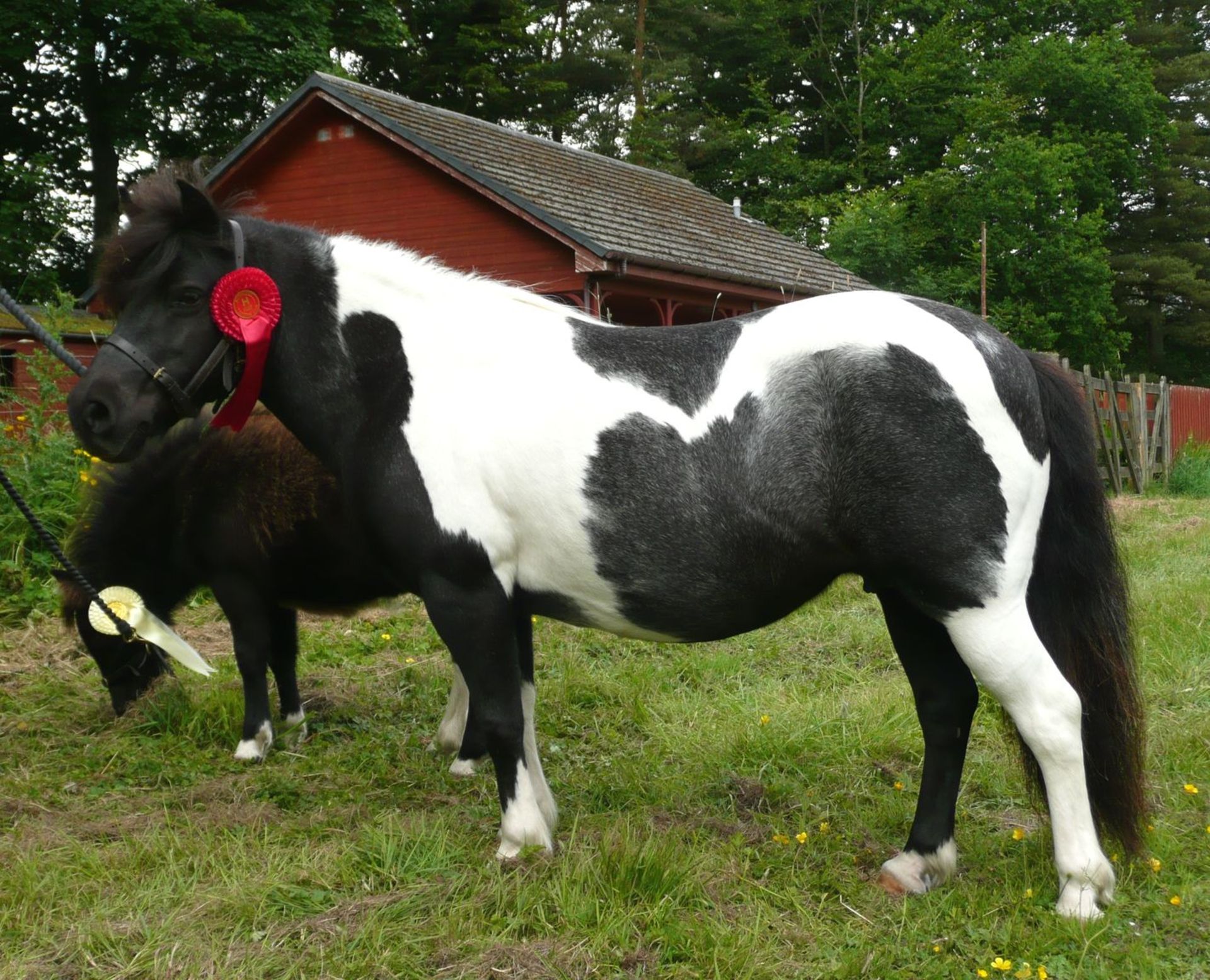 Black with White Marks - Approx 39" - Mare, - DOB: 2nd April 2008 - Image 7 of 7