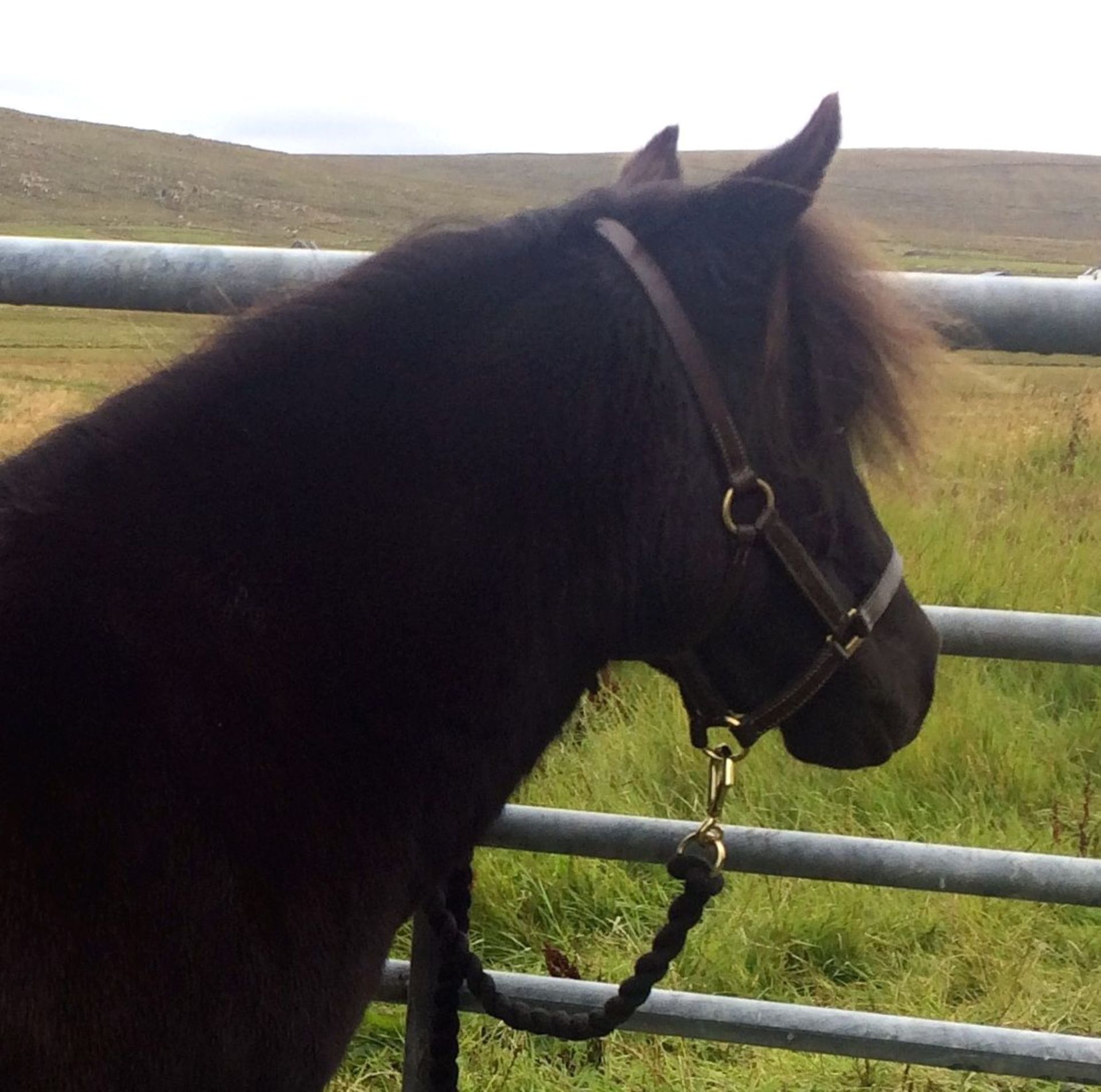 Black with White Marks - Approx 39" - Mare, - DOB: 2nd April 2008 - Image 5 of 7