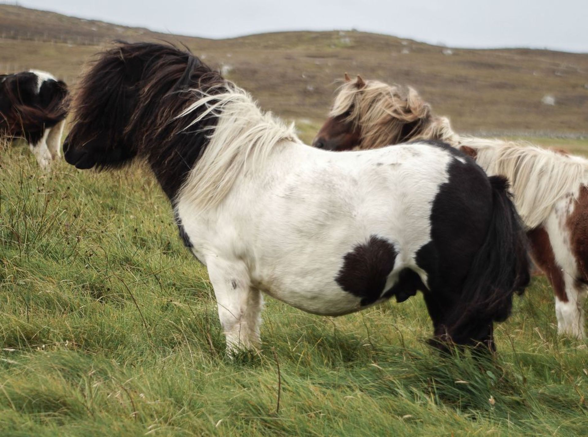 Piebald - 31" - Licensed Stallion, - DOB: 6th May 2011 - Image 6 of 8