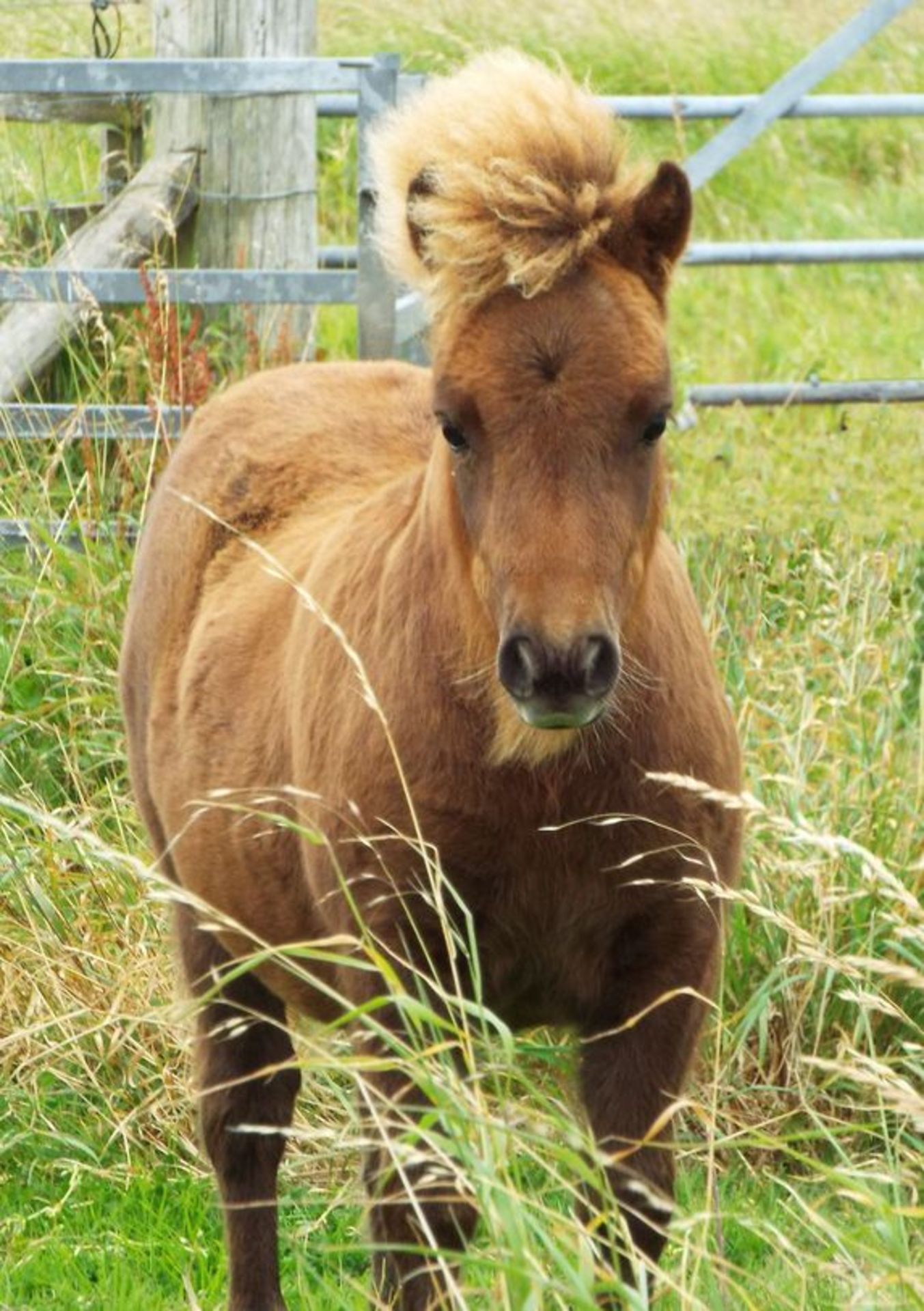 Chestnut - Miniature - Filly Foal, - DOB: 13th April 2018 - Image 3 of 5