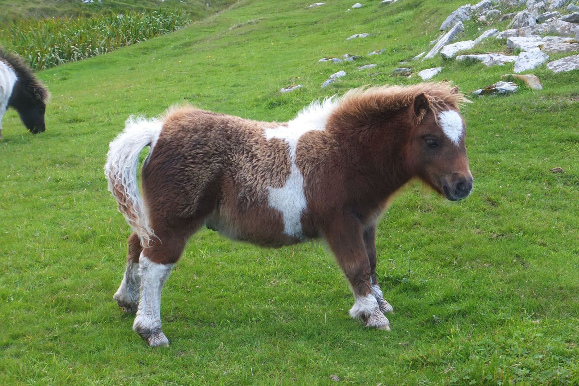 Red & White Skewbald - - Colt Foal, - DOB: 16th May 2018 - Image 3 of 3