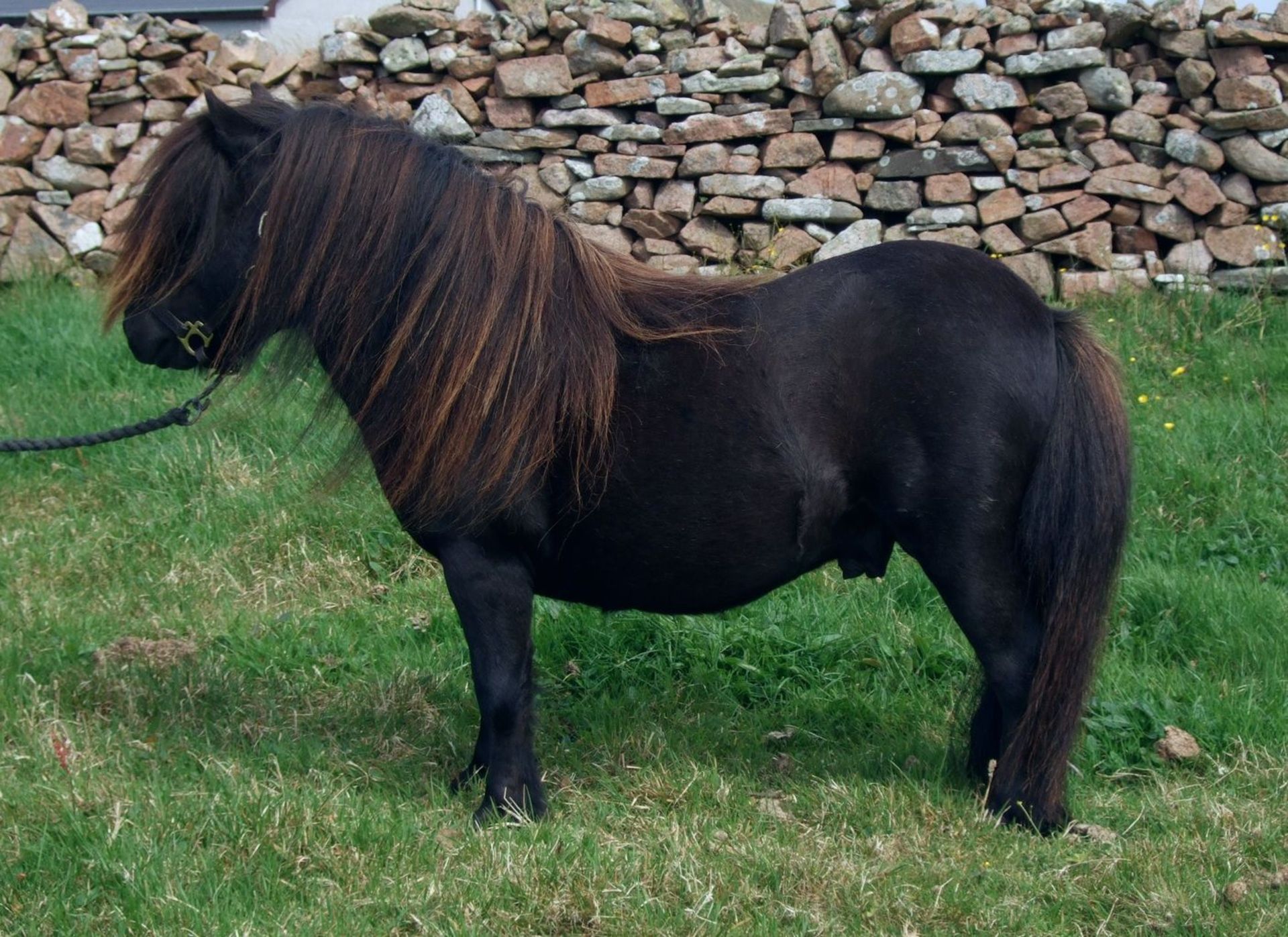 Bay - Miniature - Colt Foal, - DOB: 1st June 2018 - Image 5 of 6