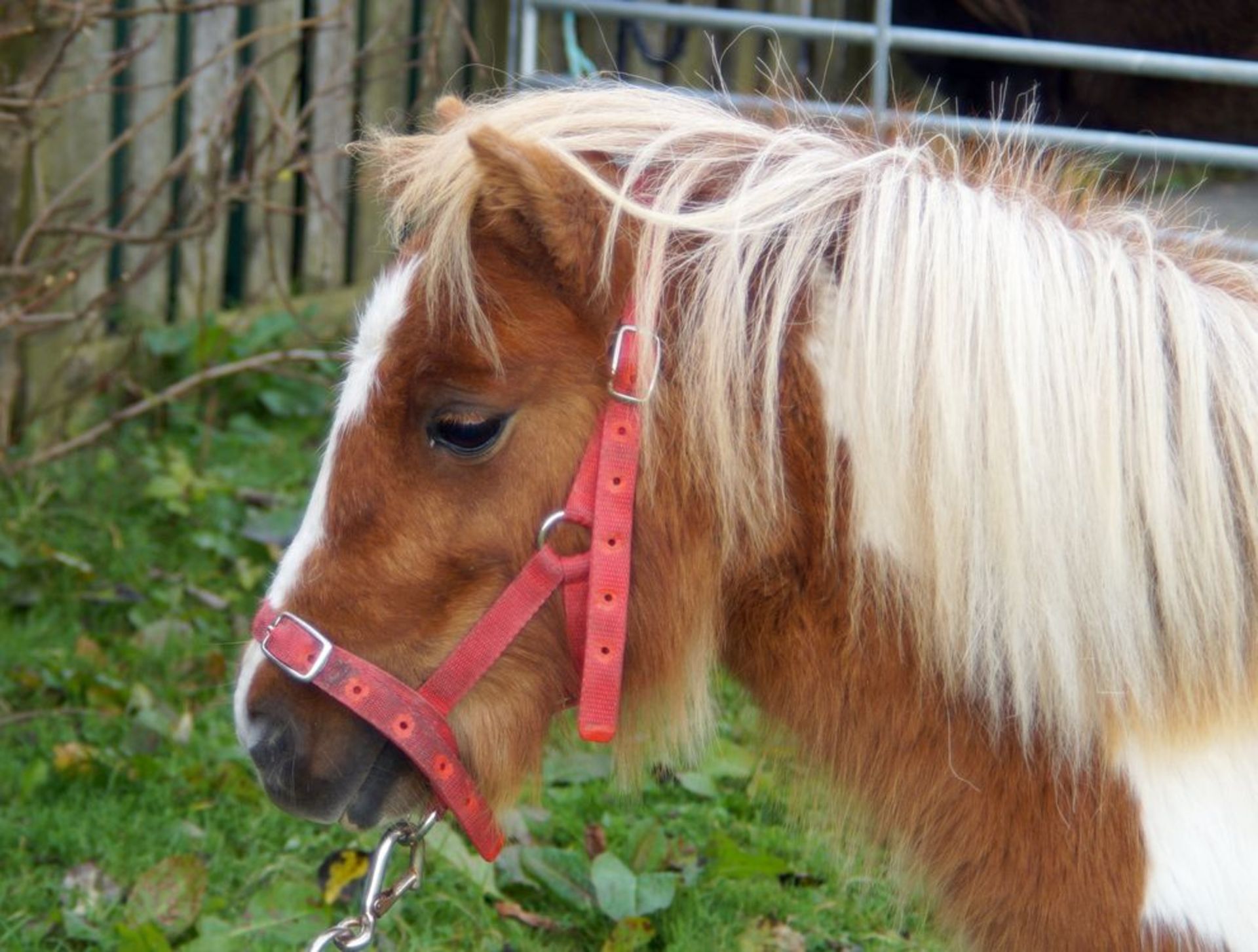 Skewbald - Miniature - Filly, - DOB: 5th June 2016 - Image 4 of 4